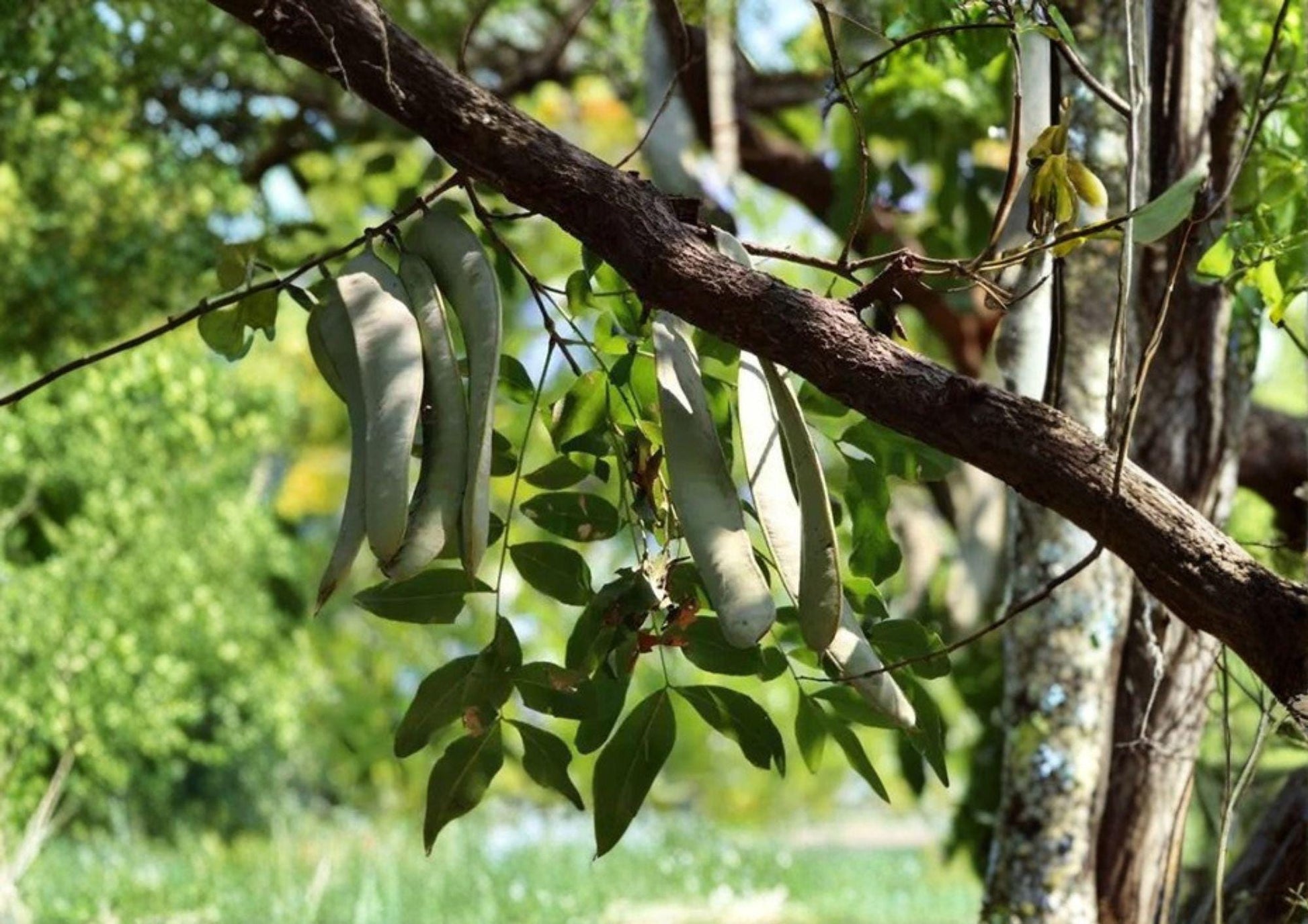 Chinese Honeylocust Seeds - 10 Pack - Gleditsia sinensis - Hardy Ornamental Medicinal Thorny Tree - Bloom Haven Nursery