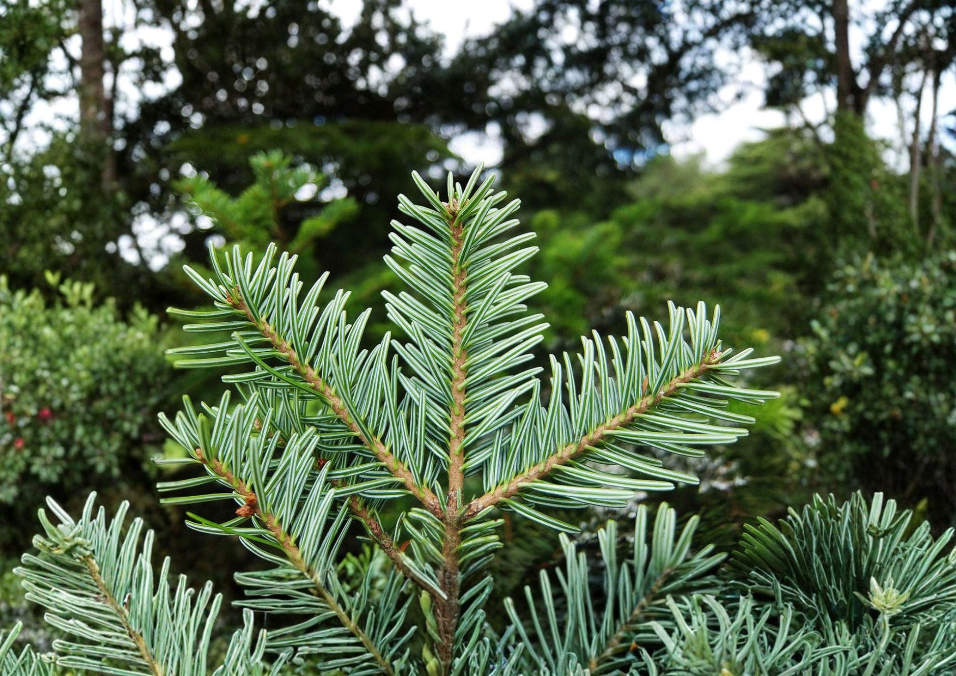 European Silver Fir Tree Seeds - Abies Alba, Cold Hardy Evergreen, New Harvest Quality