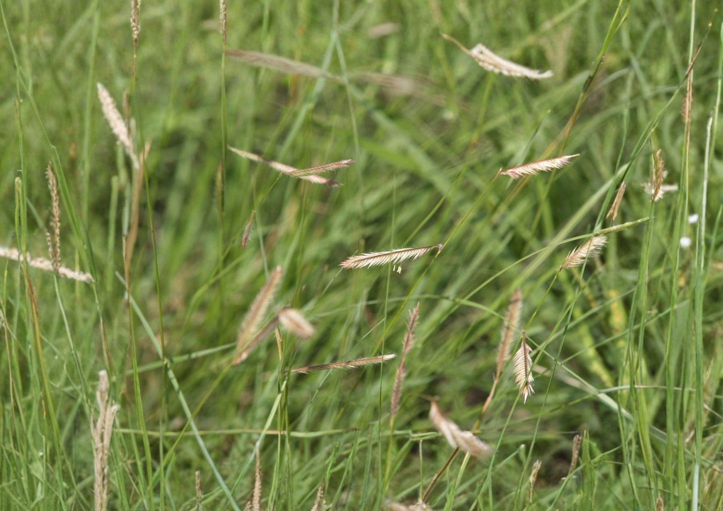 Blue Grama Grass Seeds - Drought Tolerant Prairie Grass - Bouteloua gracilis - Native Ornamental Plant