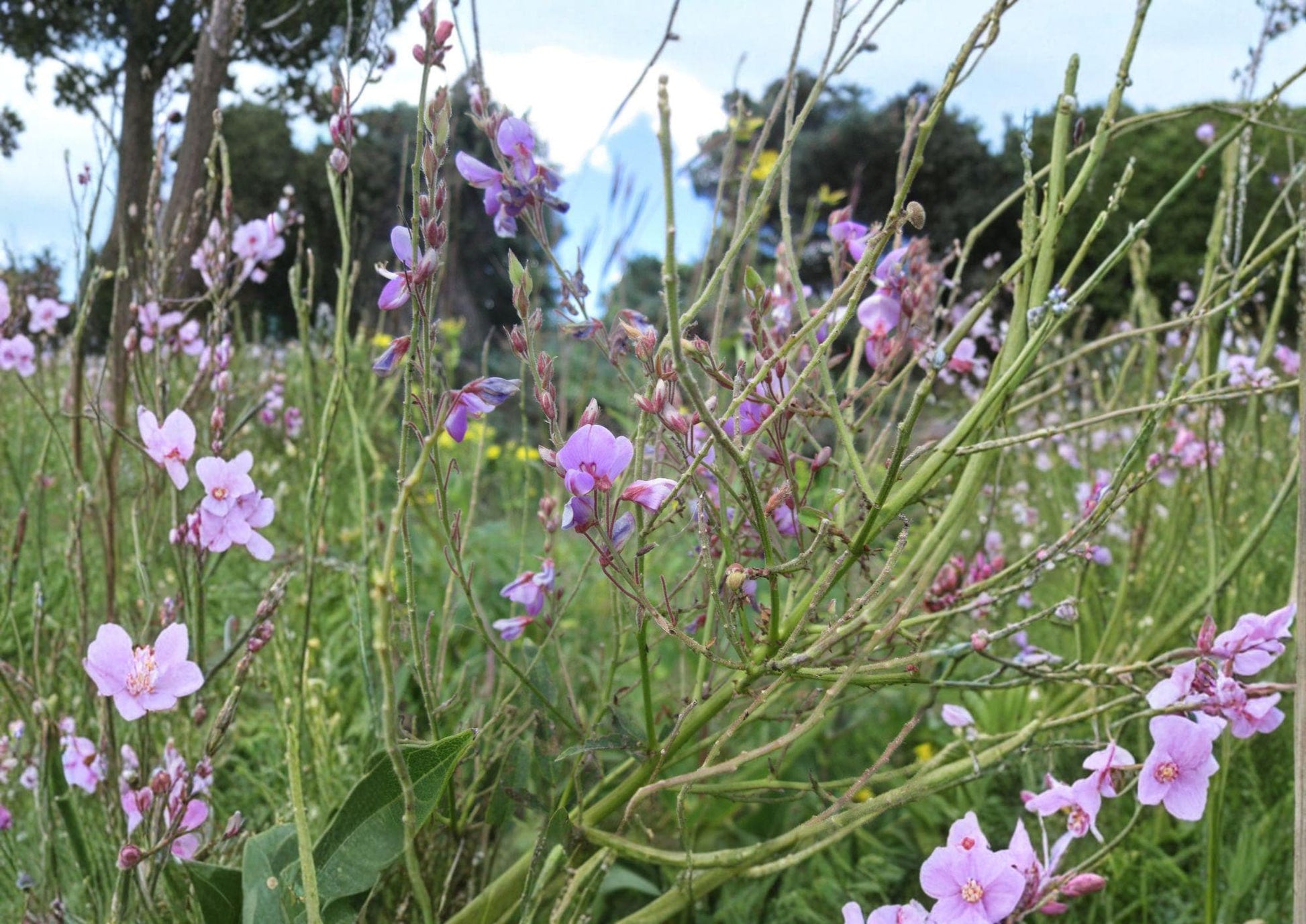 Showy Tick Trefoil Seeds - Native Pink Prairie Wildflower, Pollinator Perennial - Desmodium canadense (25 Seeds)
