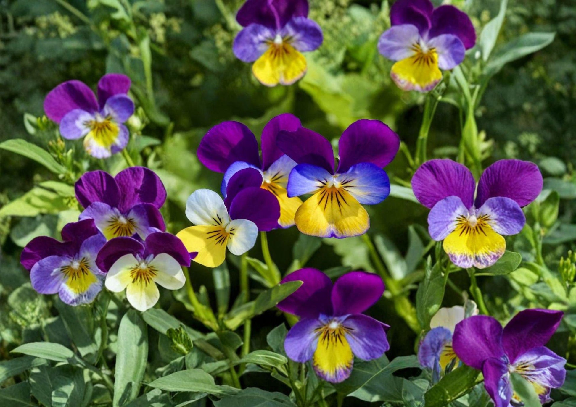 Johnny Jump Up Seeds - 100 Count - Viola Tricolor, Purple & Yellow Pansy Style Blooms - Bloom Haven Nursery