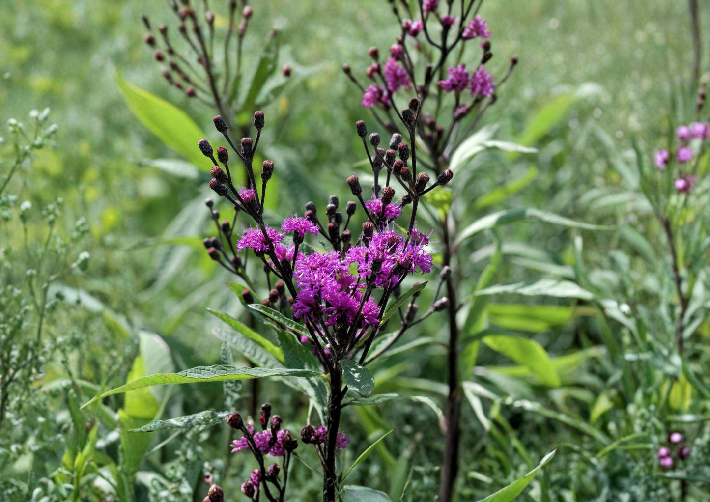 Giant Ironweed Seeds - 100 Count - Purple Native Wildflower - Vernonia gigantea - Fresh Stock