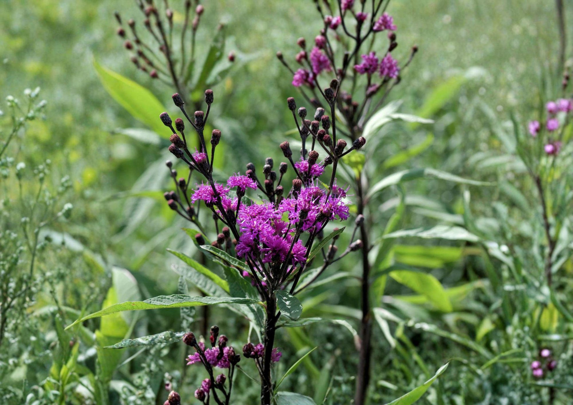Giant Ironweed Seeds - 100 Count - Purple Native Wildflower - Vernonia gigantea - Fresh Stock