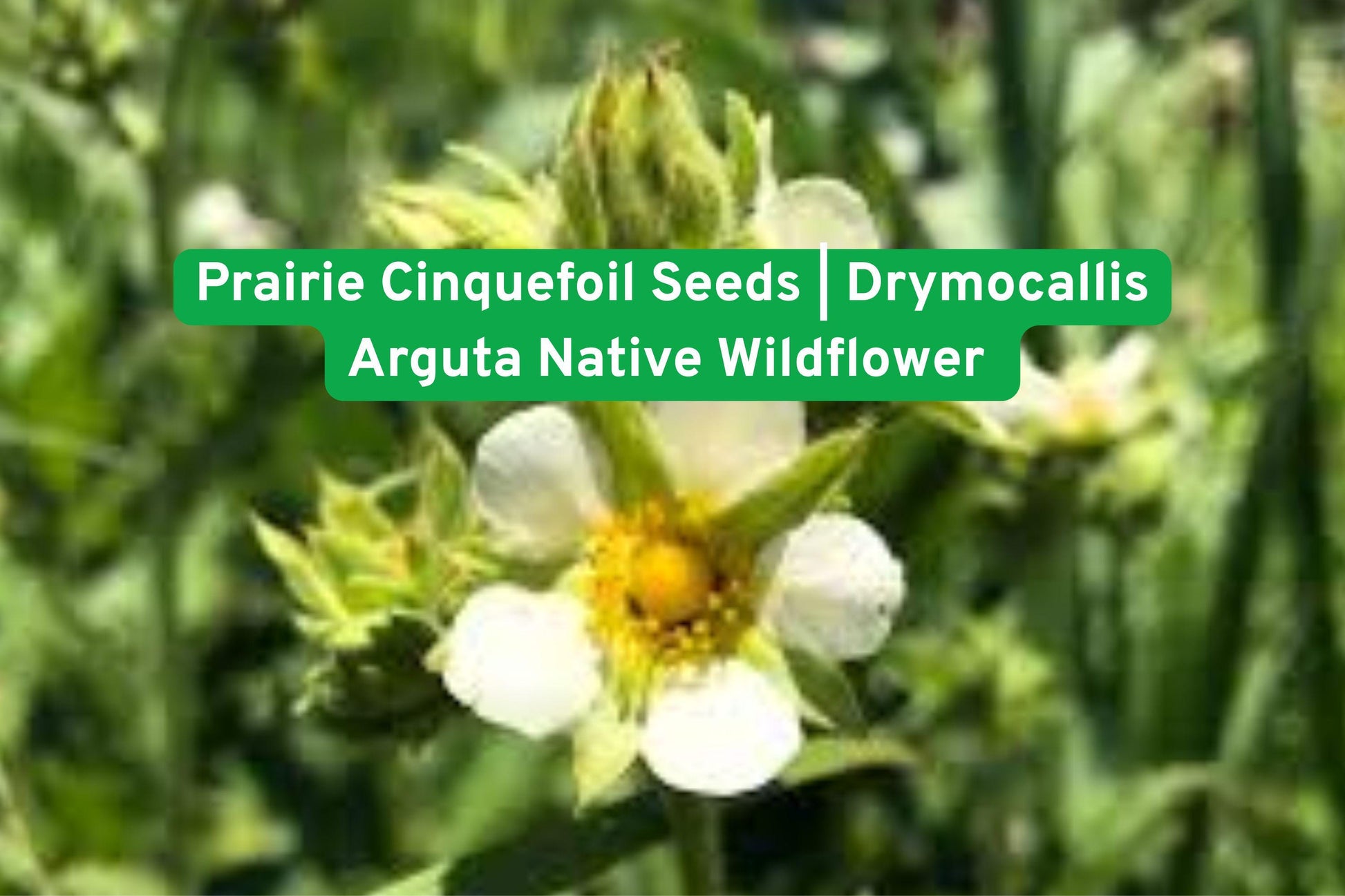 Prairie Cinquefoil Seeds | Drought-Tolerant Native Wildflower | Yellow Flowering Perennial | Drymocallis Arguta
