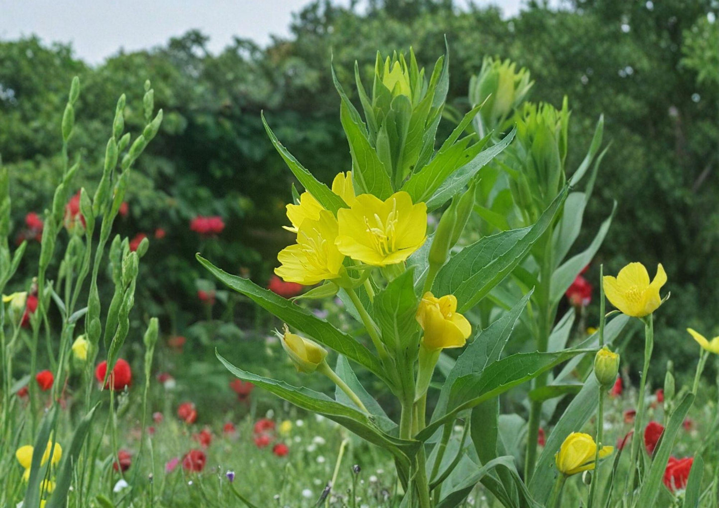 Evening Primrose Seeds - 100 Yellow Night Blooming Seeds - Oenothera biennis Hardy Biennial Pollinator Wildflower