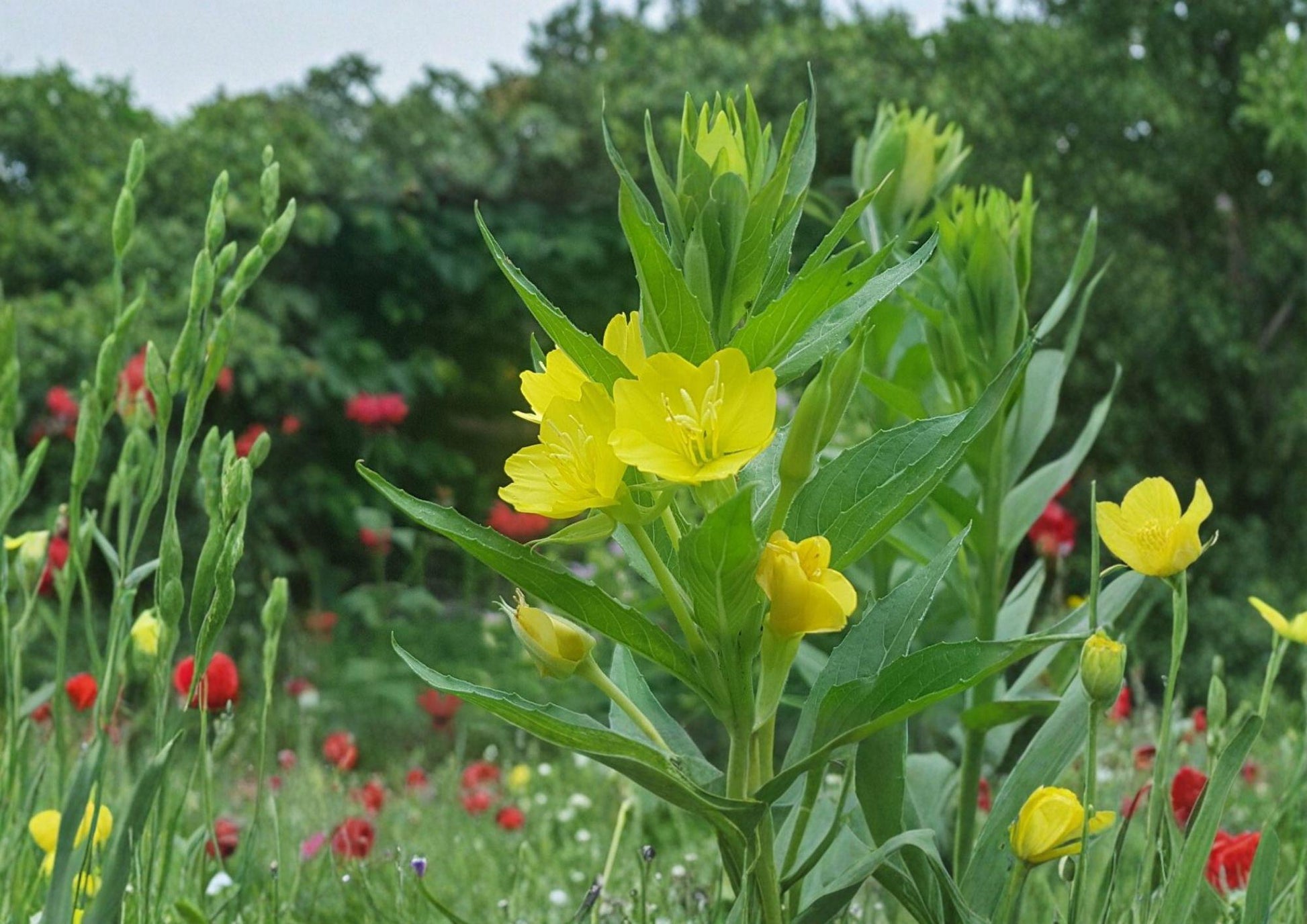 Evening Primrose Seeds - 100 Yellow Night Blooming Seeds - Oenothera biennis Hardy Biennial Pollinator Wildflower