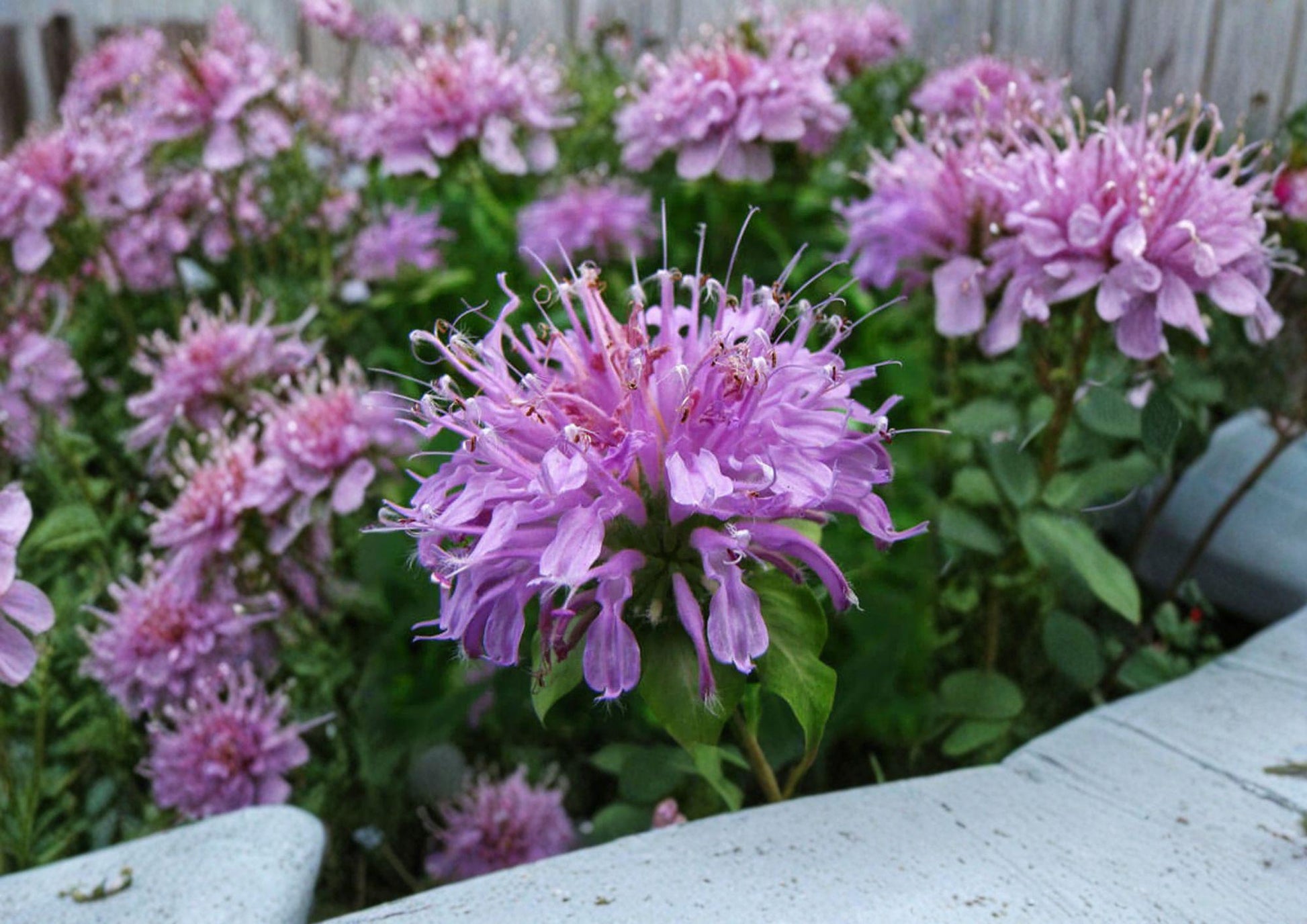 Wild Bergamot Seeds - 100 Count, Lavender Purple Pollinator Flower, Monarda fistulosa, Native Bee Balm, Fast Growing