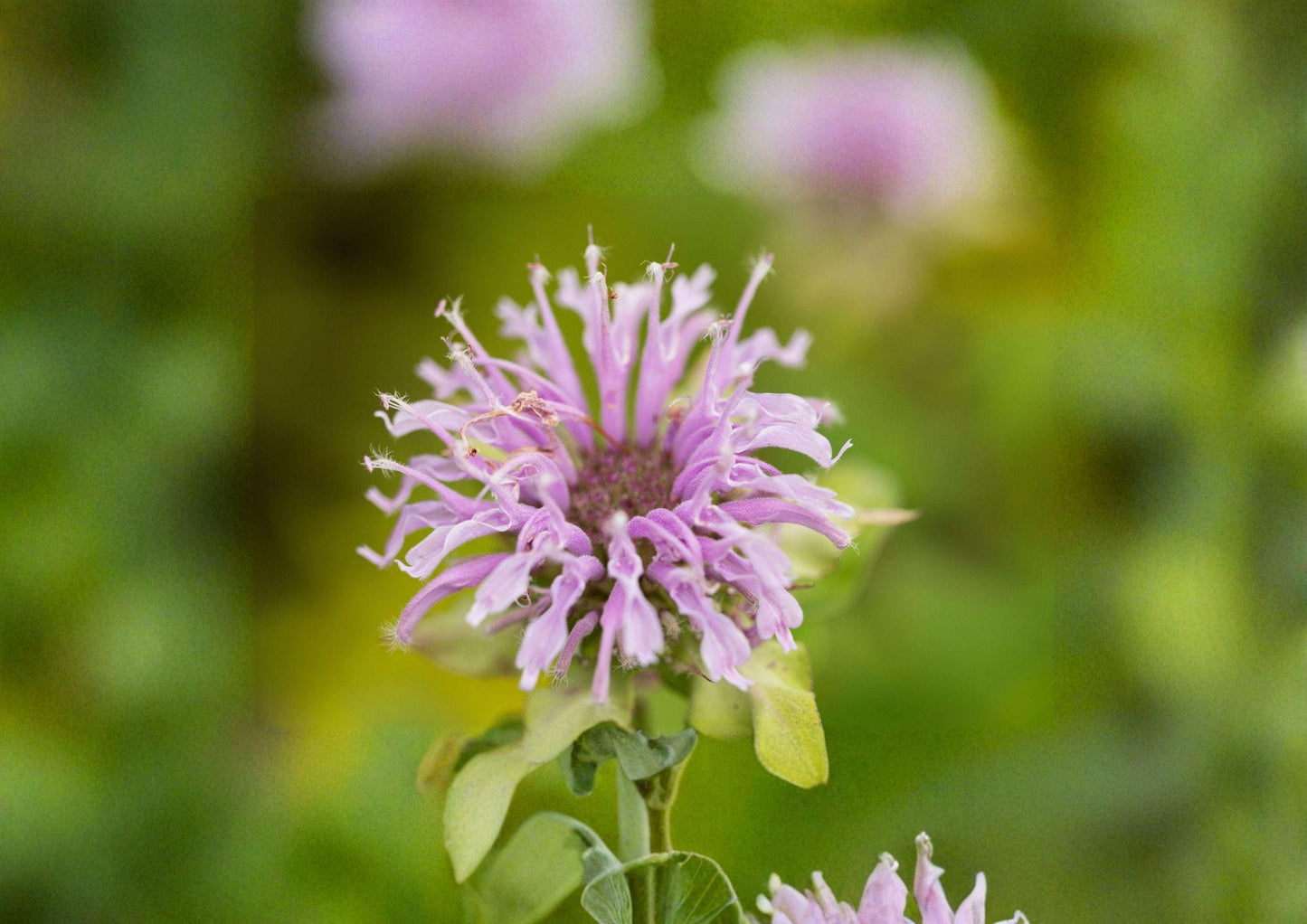 Wild Bergamot Seeds - 100 Non-GMO Native Bee Balm Wildflower Seeds for Purple Blooms - Monarda fistulosa