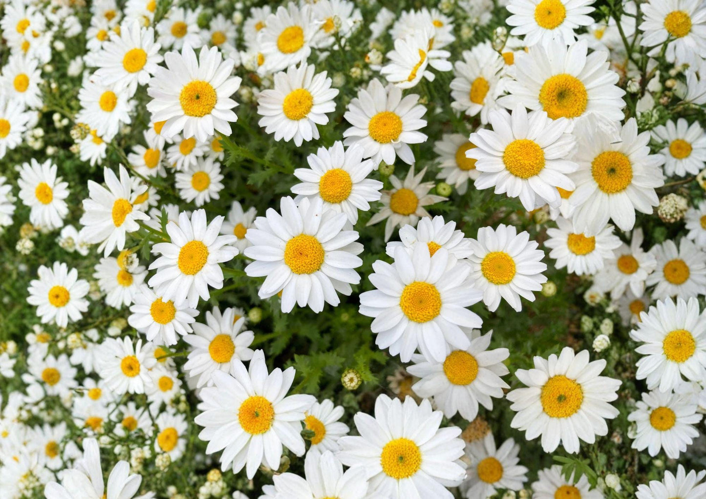 Creeping Daisy Seeds – 100 Non-GMO White Flower Garden Blooms – Low Growing Ground Cover (Bellis perennis)