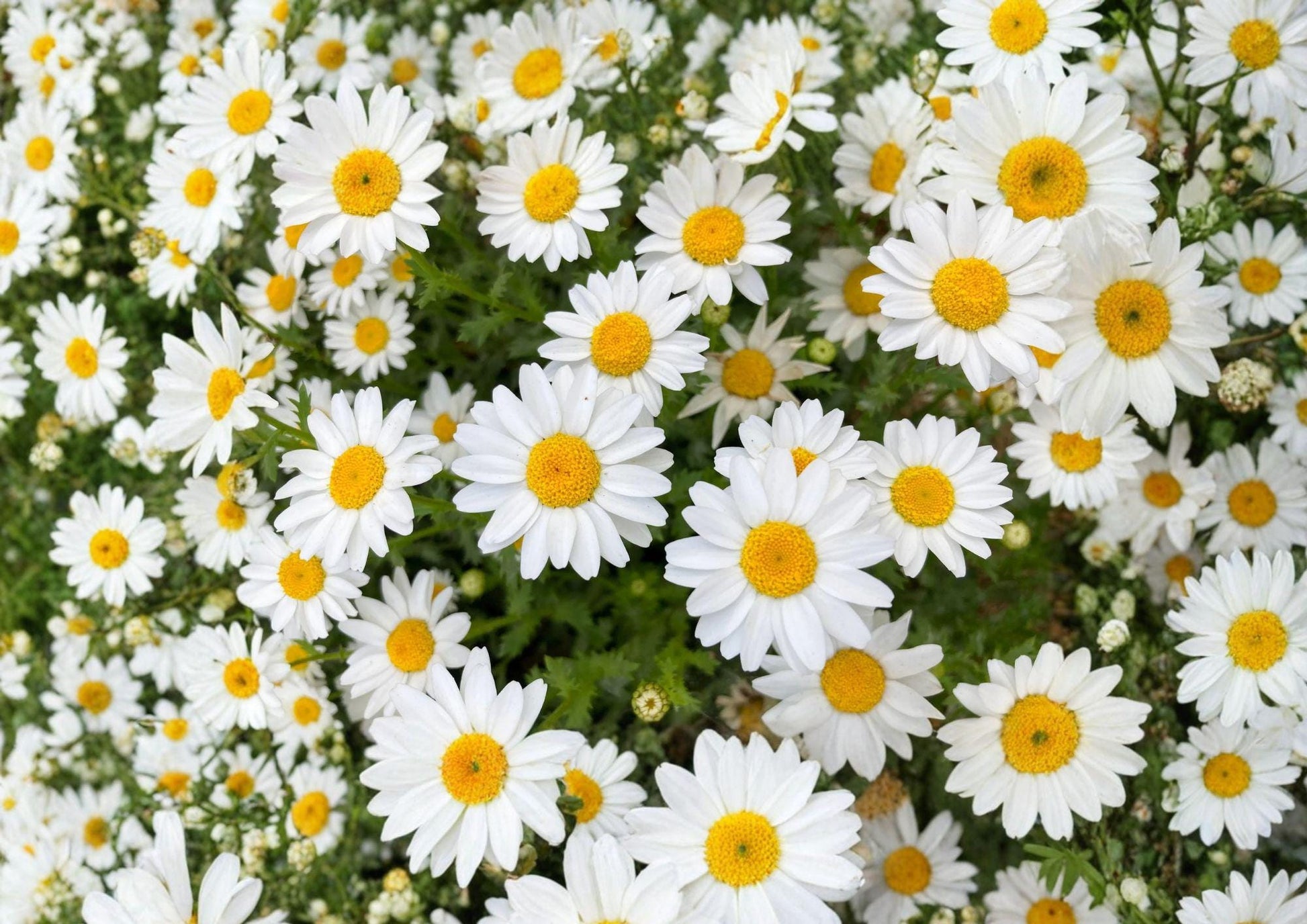 Creeping Daisy Seeds – 100 Non-GMO White Flower Garden Blooms – Low Growing Ground Cover (Bellis perennis)