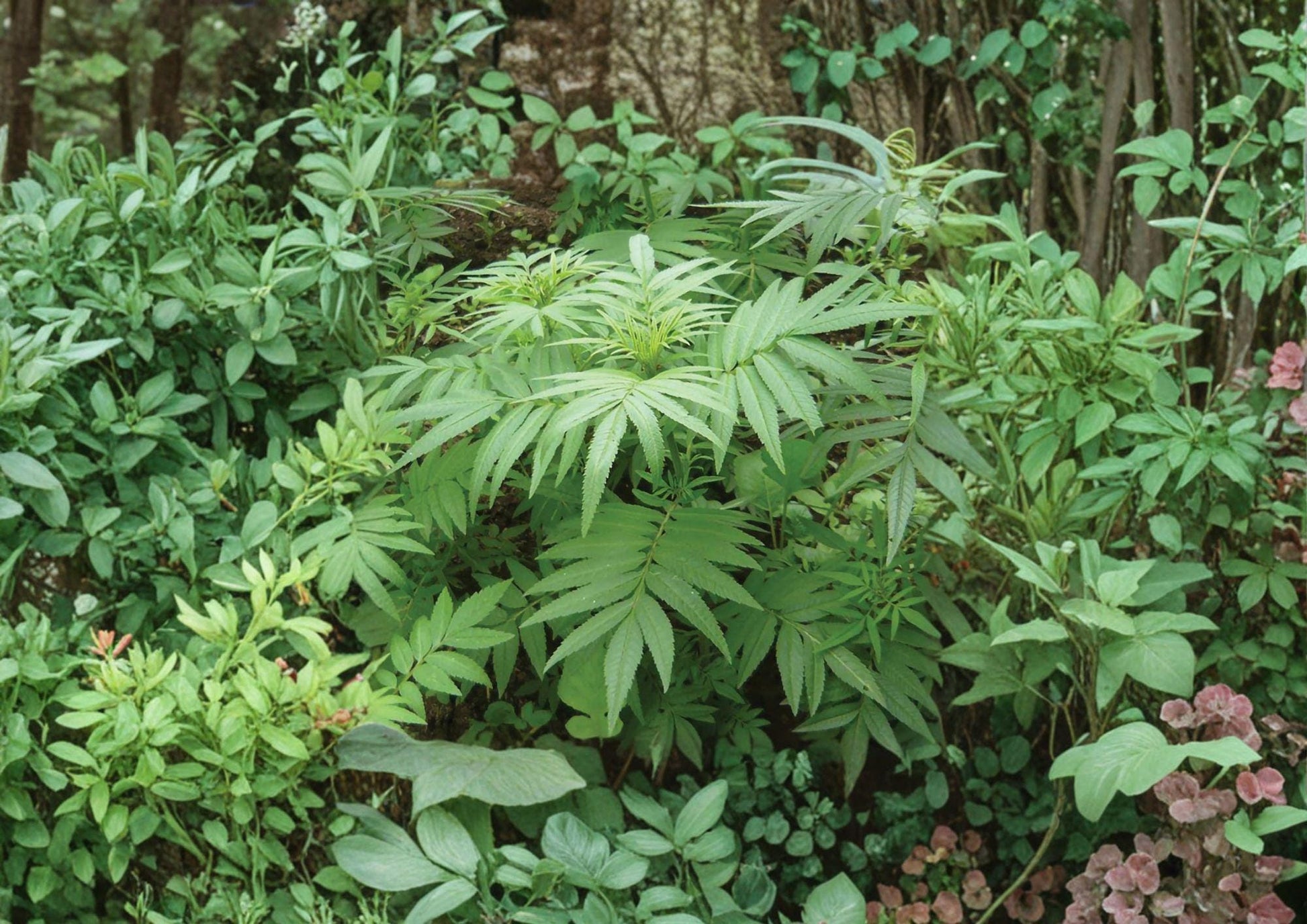 Huacatay Seeds - Black Mint, Peruvian Culinary Herb (100 Seeds) - Fresh New Harvest Quality, Tagetes minuta