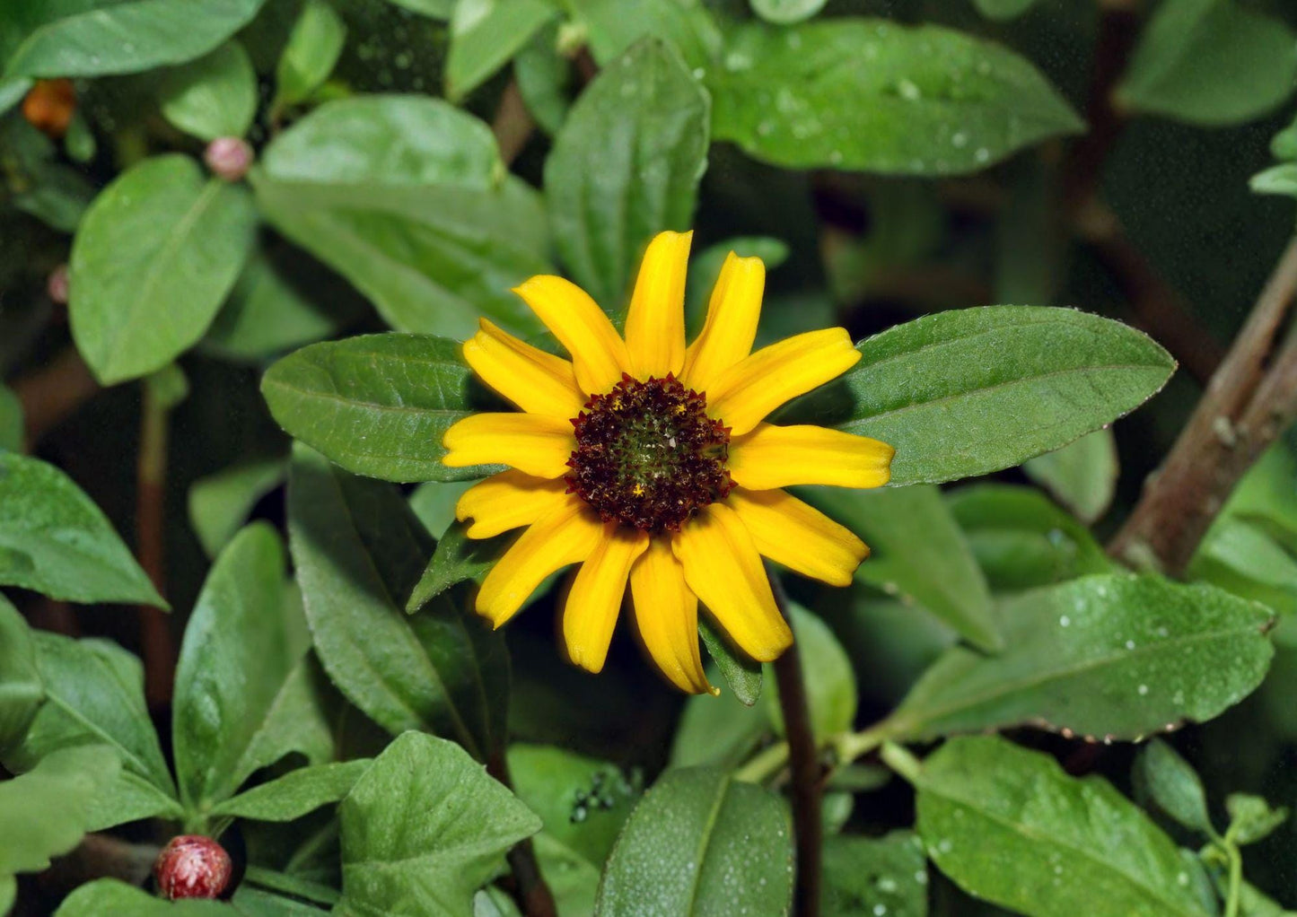 Creeping Zinnia Seeds - 100 Low Growing Yellow Flower Seeds - Sanvitalia Procumbens - Easy to Grow Summer Garden