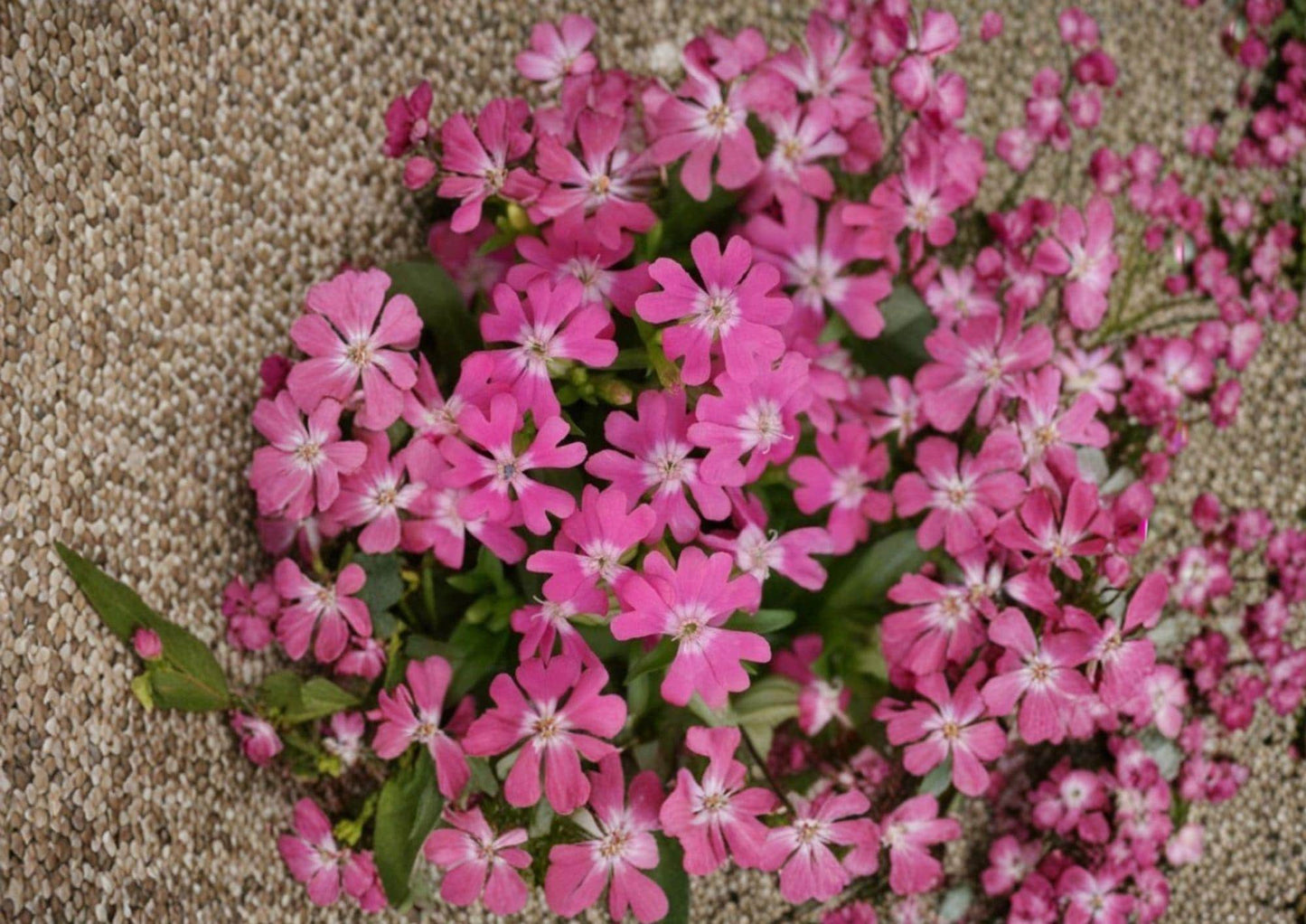 Nodding Catchfly Seeds - 100 Pink Drooping Flower Seeds for Cottage Garden Borders - Silene Pendula