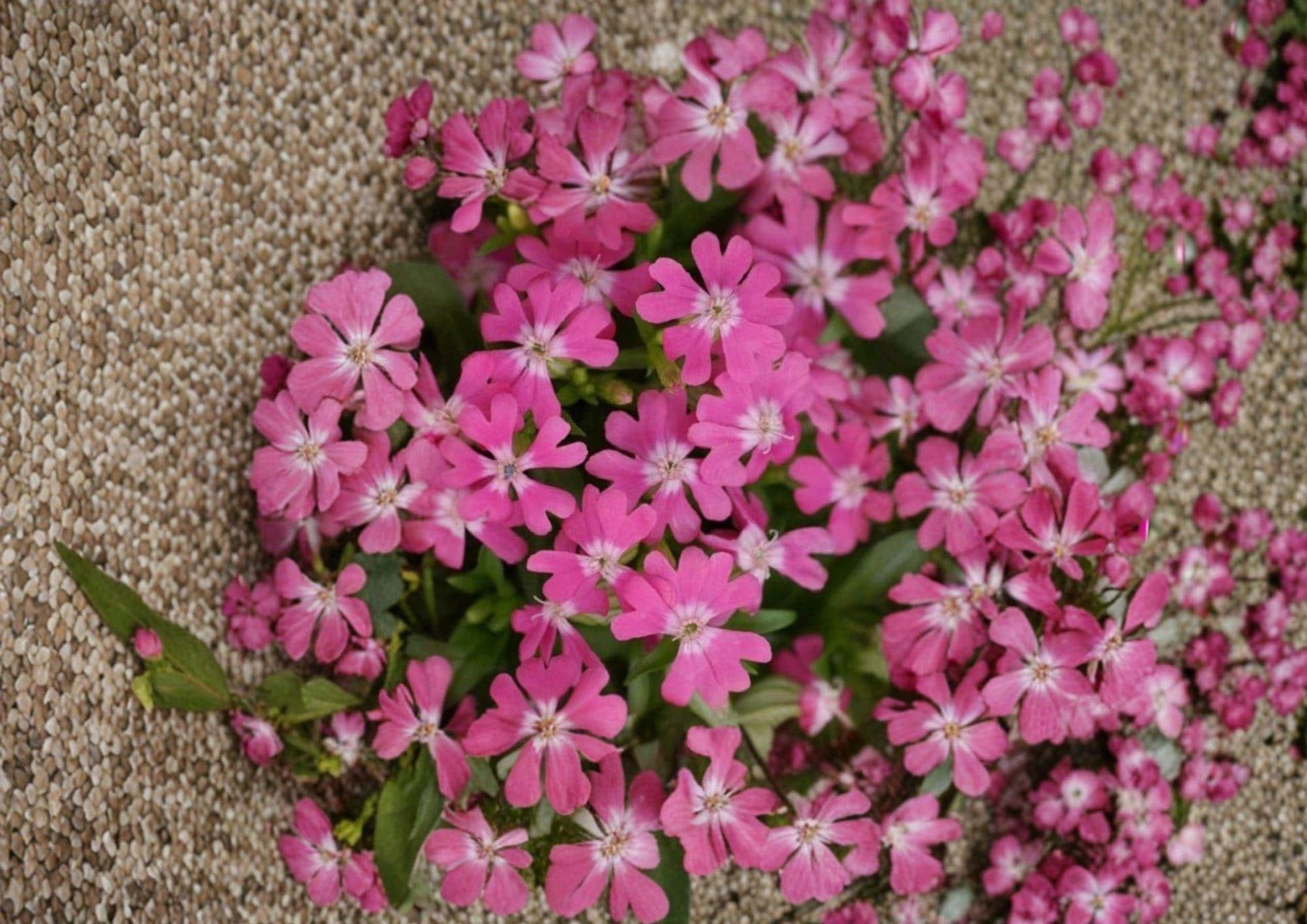 Nodding Catchfly Seeds - 100 Pink Drooping Flower Seeds for Cottage Garden Borders - Silene Pendula