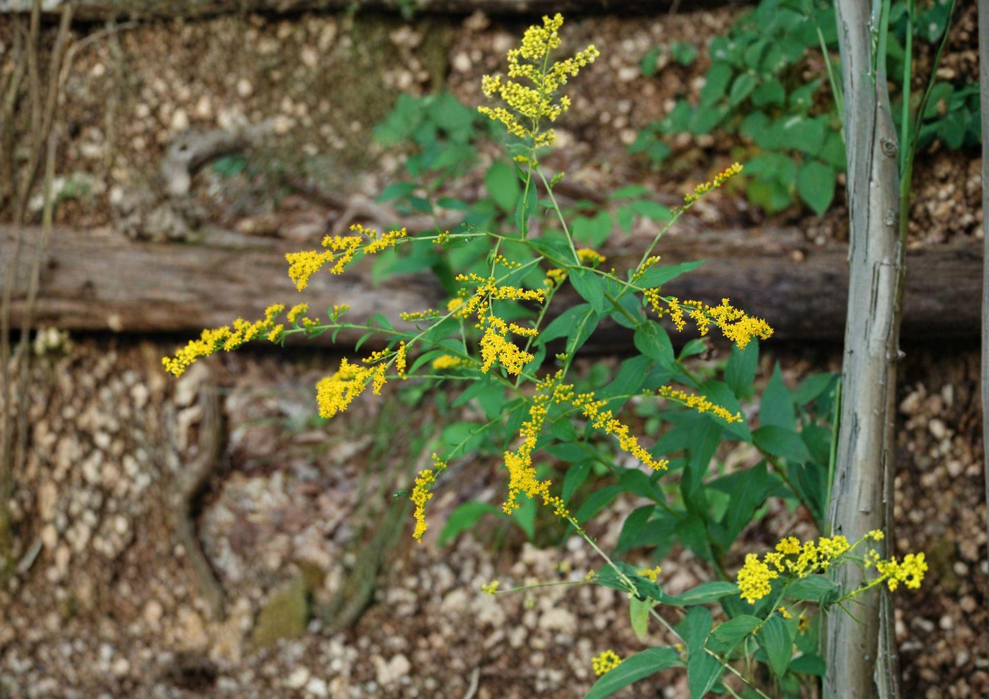 Solidago ulmifolia Seeds - Elmleaf Goldenrod Wildflower, Native Late Season Yellow Pollinator Perennial, 100 Seeds