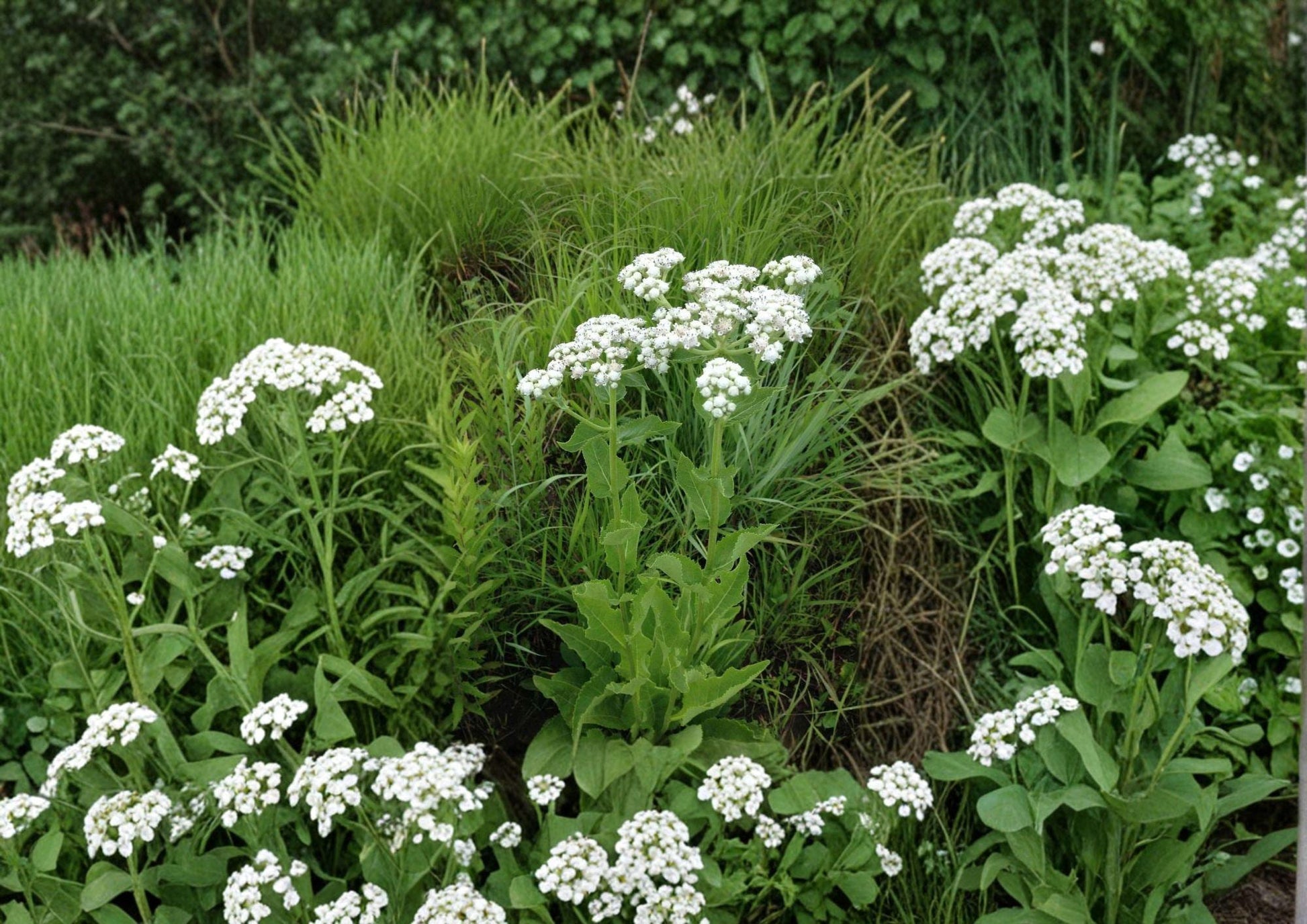 Wild Quinine Seeds - 25 Count - Parthenium integrifolium - Native Prairie Perennial with White Button Flowers - Pollinator Friendly