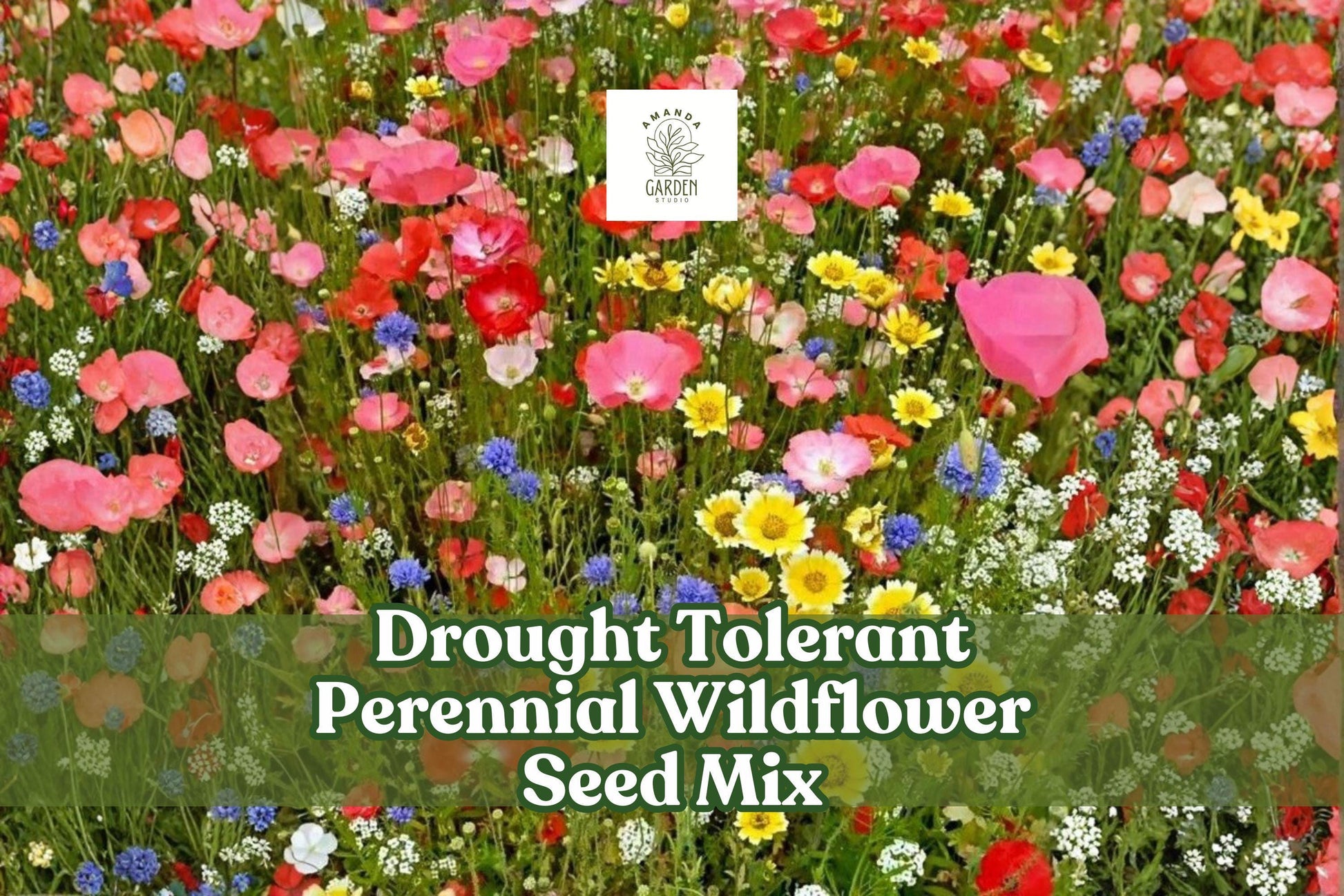 Drought Tolerant Perennial Wildflower Seed Mix - Bulk Blend with Lupine, Flax, Coreopsis, Shasta Daisy - Low Maintenance Garden Solution