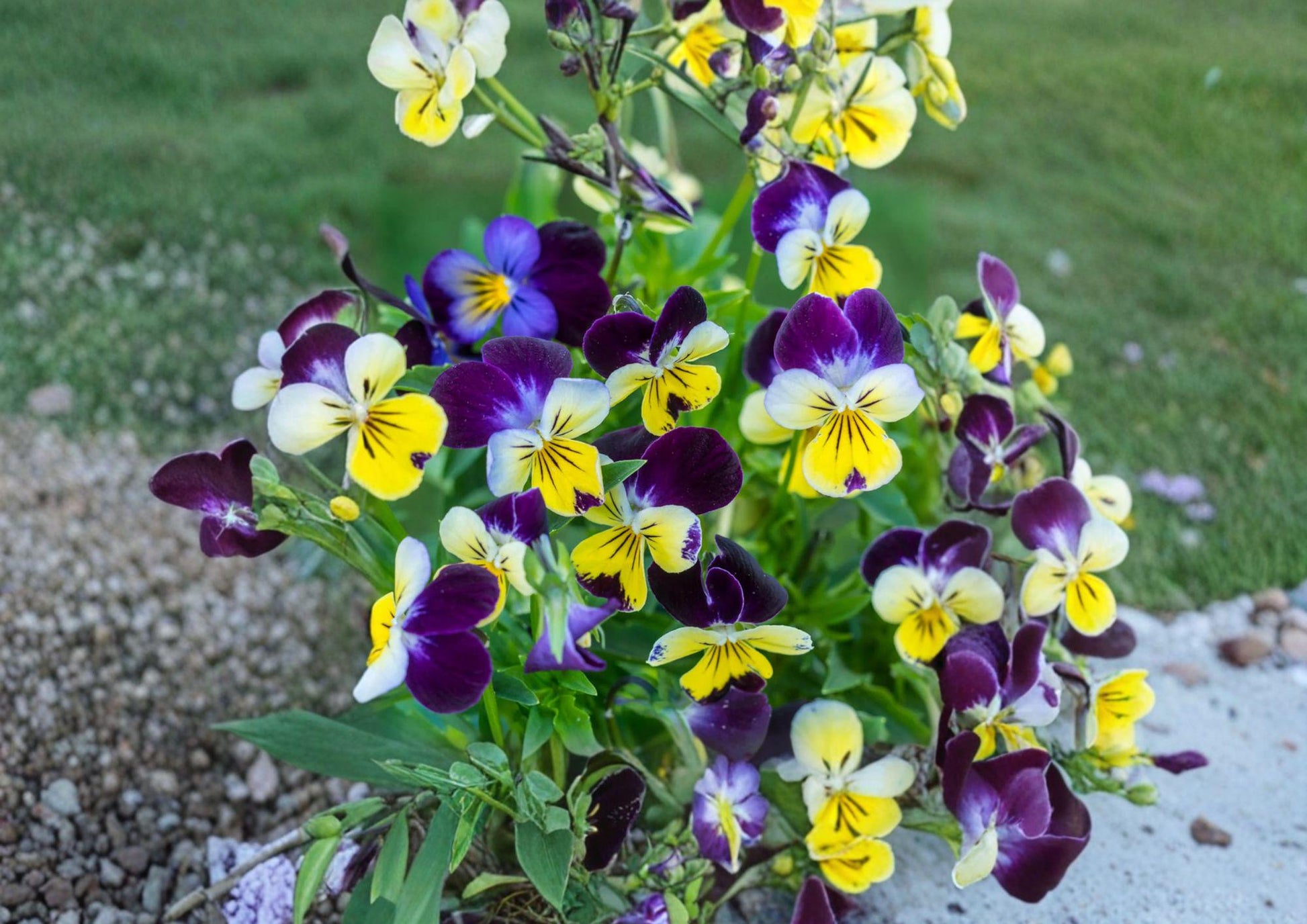 Johnny Jump Up Viola Seeds - 100 Count Colorful Pansy Style Garden Flowers - Viola tricolor