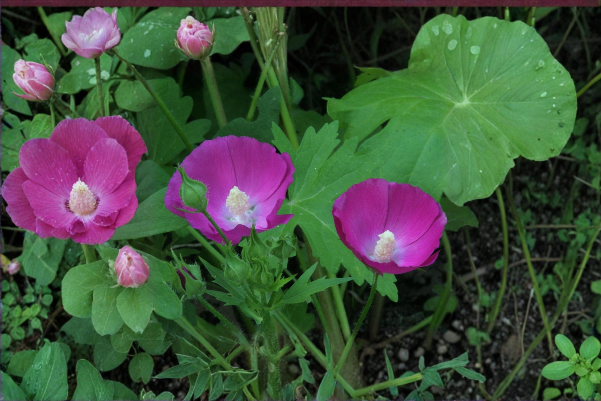 Bush's Poppy Mallow Seeds (10) - Vibrant Magenta Native Perennial for Sunny Gardens - Callirhoe bushii
