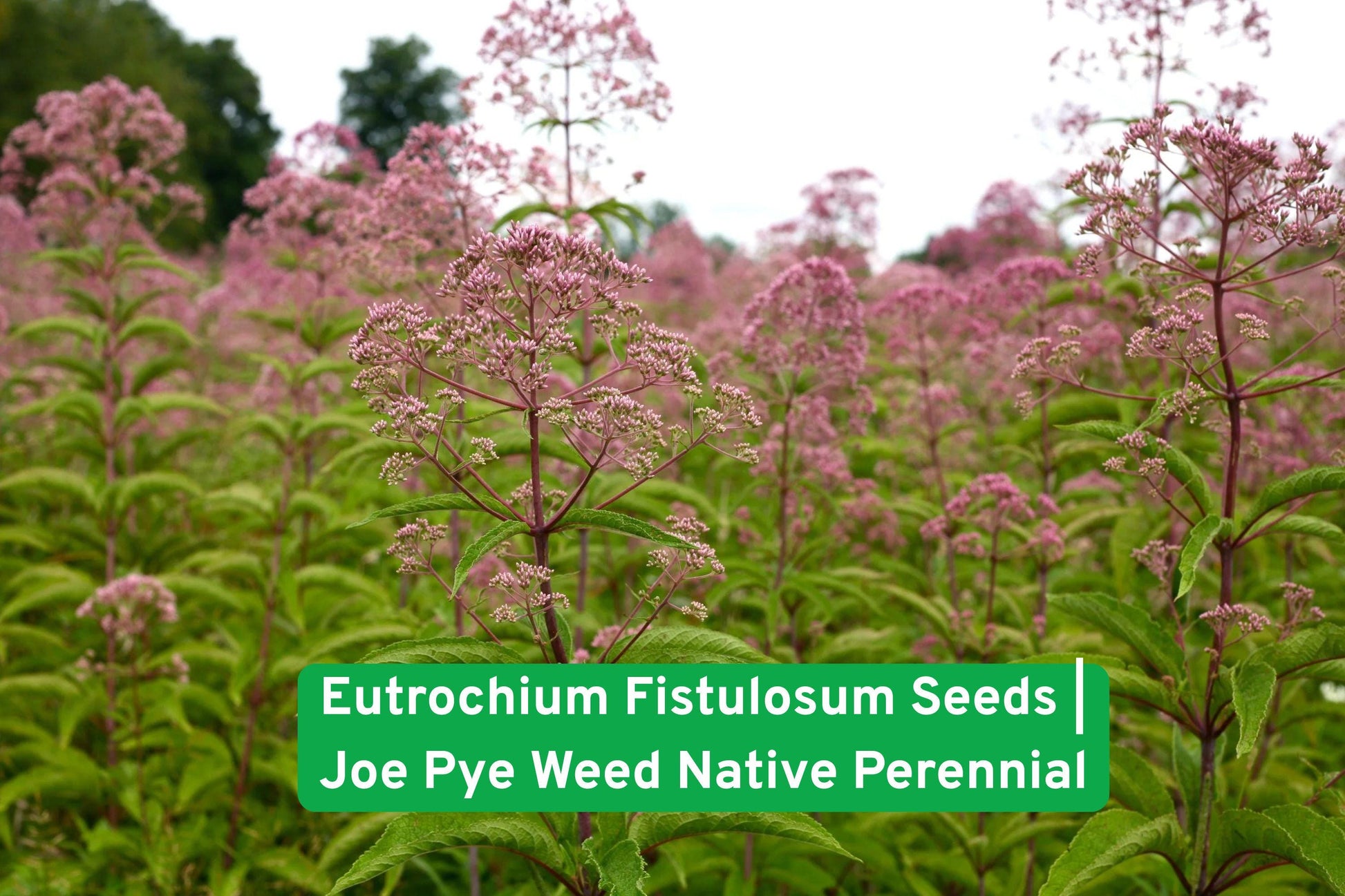 Eutrochium Fistulosum Seeds | Joe Pye Weed Native Perennial | Butterfly Garden Plant | Pink-Purple Flowers