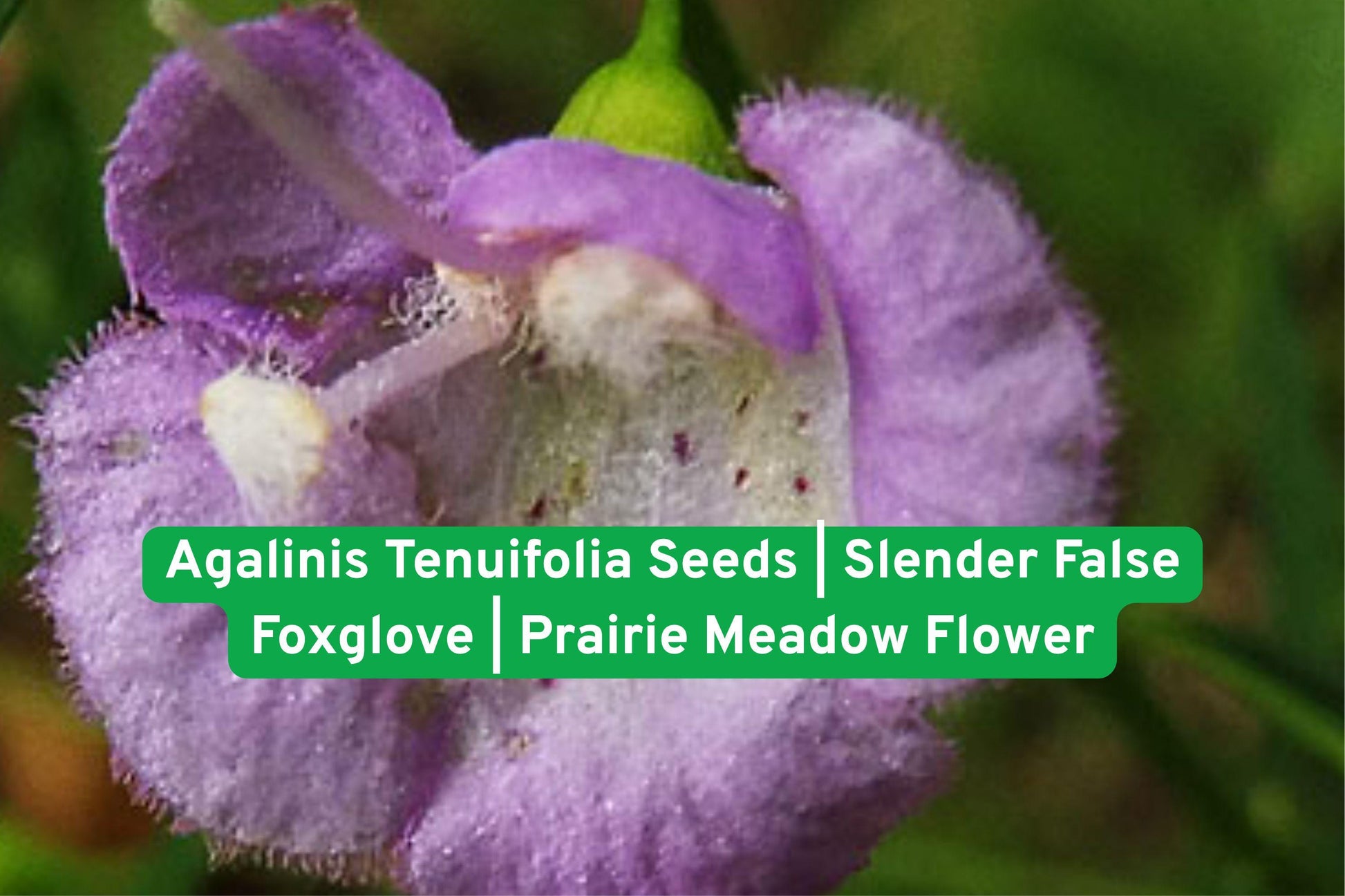 Agalinis Tenuifolia Seeds | Slender False Foxglove | Pink-Purple Wildflower | Native Prairie & Meadow Plant