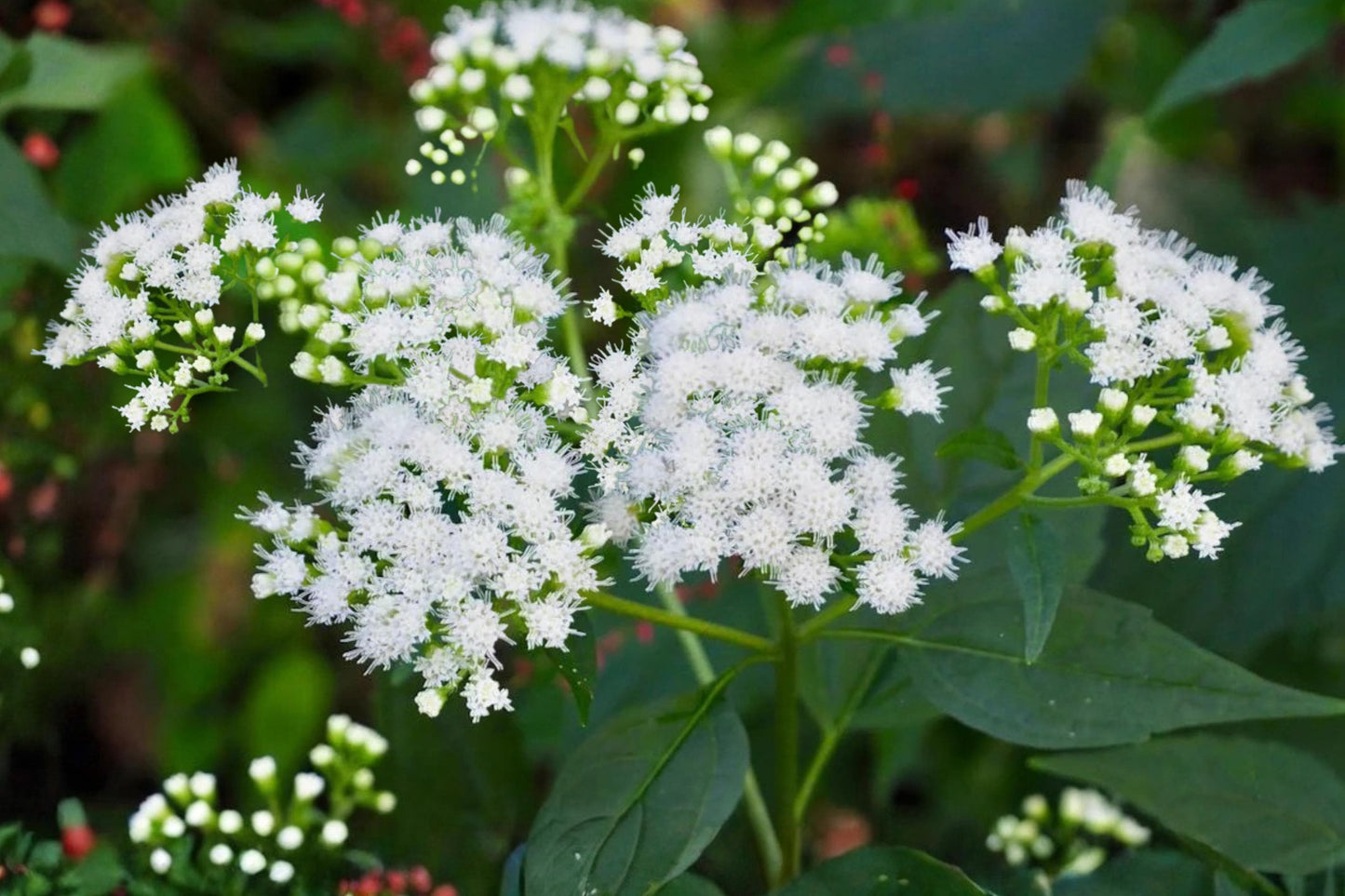 White Snakeroot Seeds (100) | Hardy Native Perennial | Ageratina altissima | Ideal for Shade Gardens and Pollinators