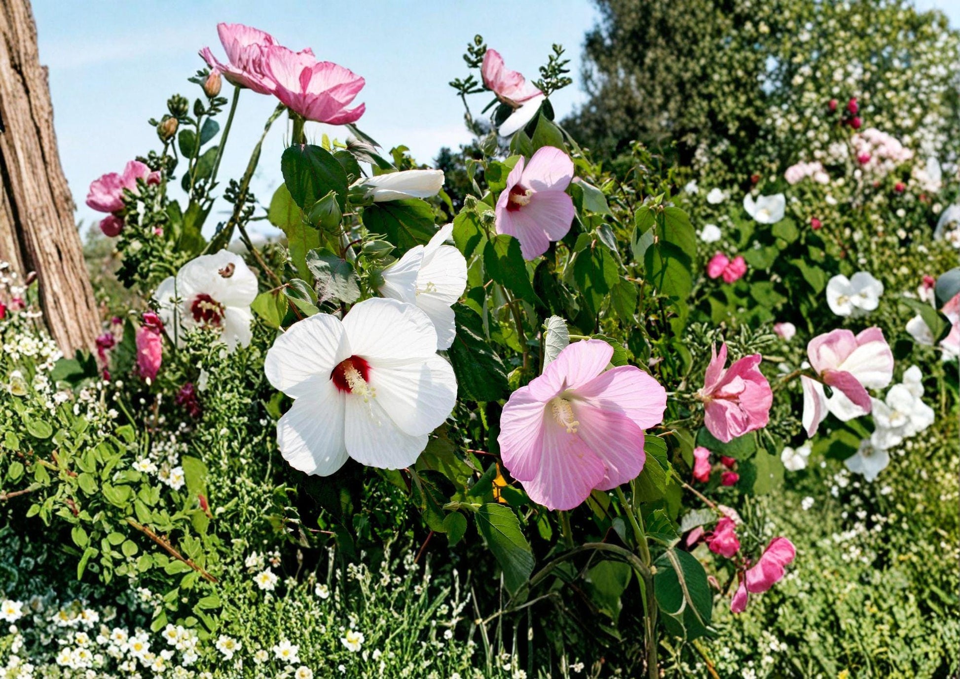 Swamp Rose Mallow Seeds - 30 Giant Pink White Hibiscus Seeds - Easy to Grow Native Plant for Gardens - Hibiscus moscheutos