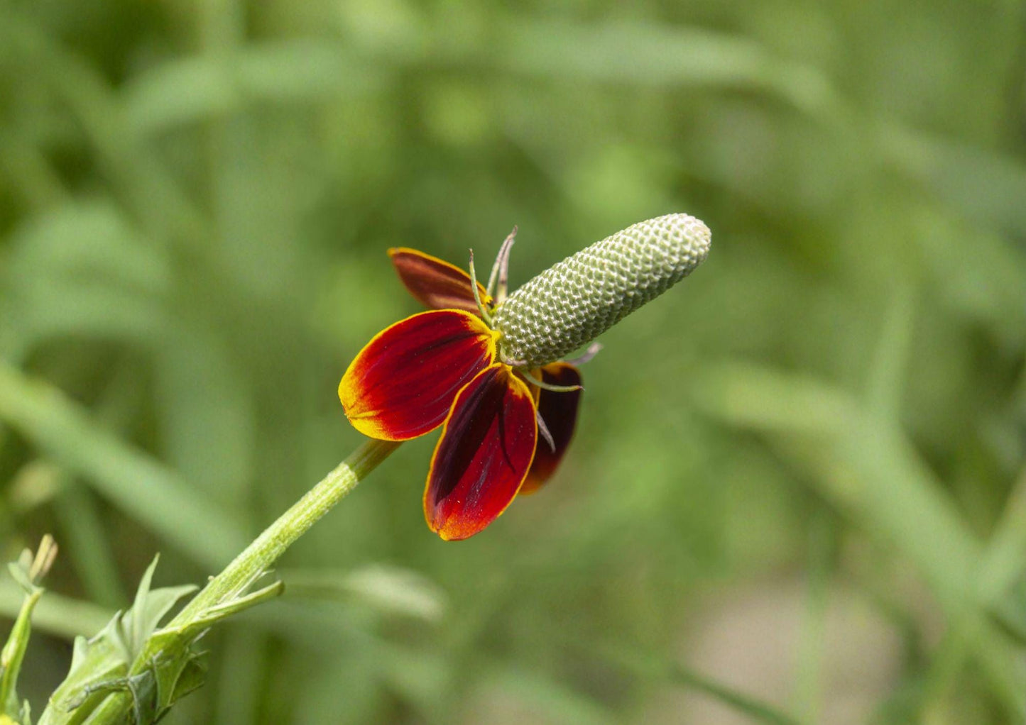 Mexican Hat Seeds - 250 Non-GMO Native Red Yellow Prairie Wildflower Seeds - Ratibida columnifera pulchra
