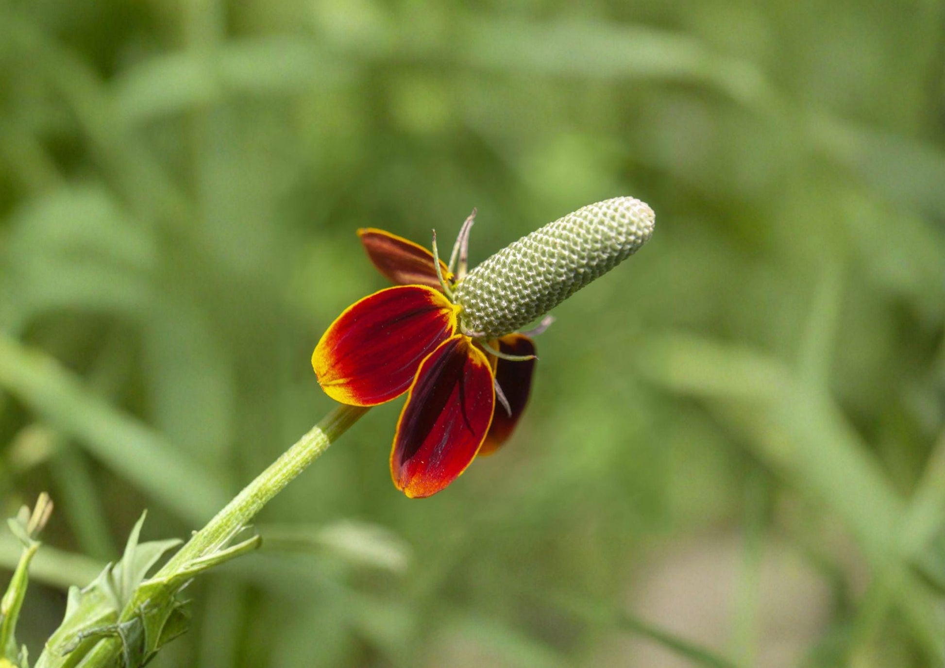 Mexican Hat Seeds - 250 Non-GMO Native Red Yellow Prairie Wildflower Seeds - Ratibida columnifera pulchra