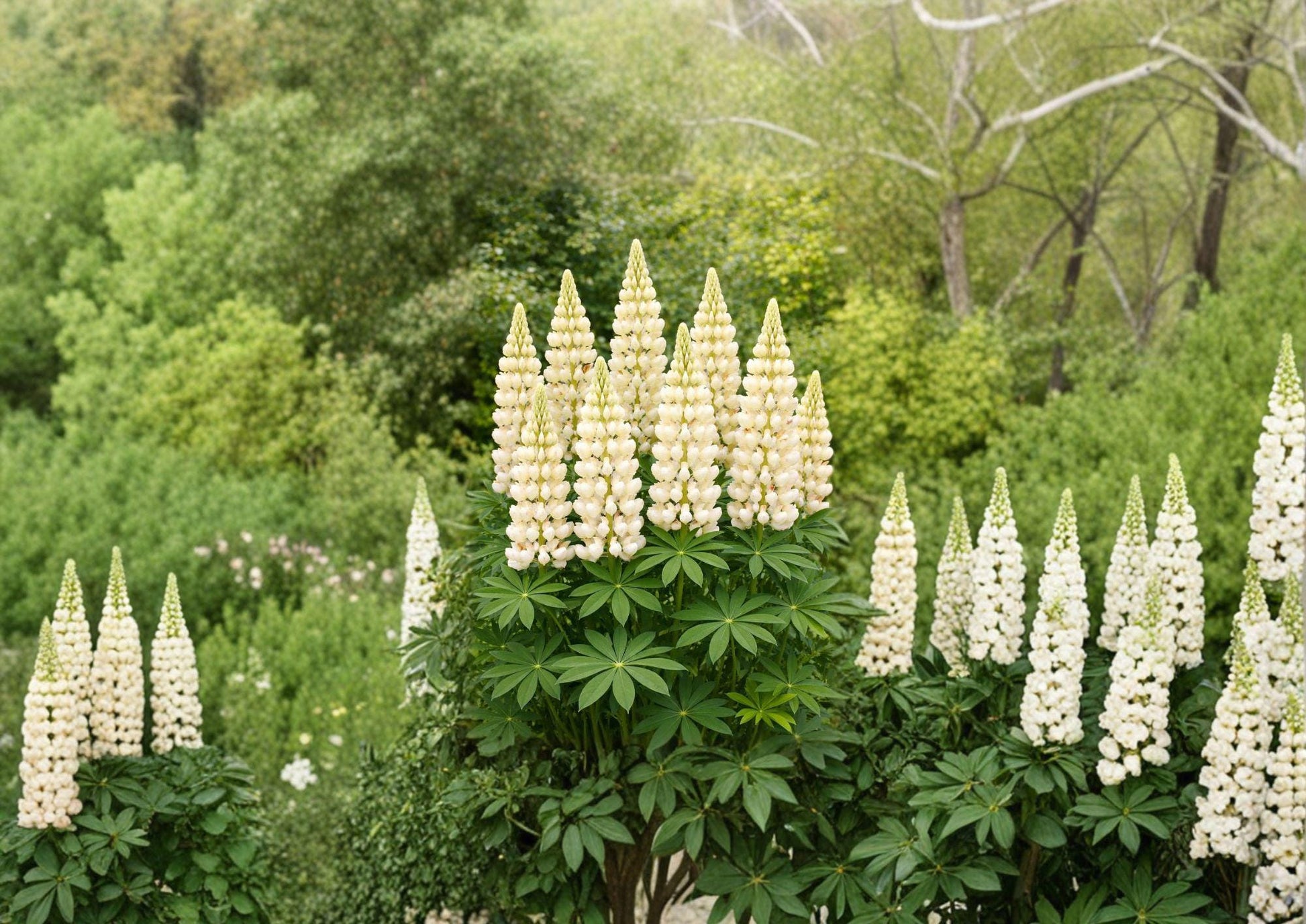 Russell White Lupine Seeds – 20 Seeds – Tall Perennial Flower – Lupinus polyphyllus – Easy to Grow Garden Blooms