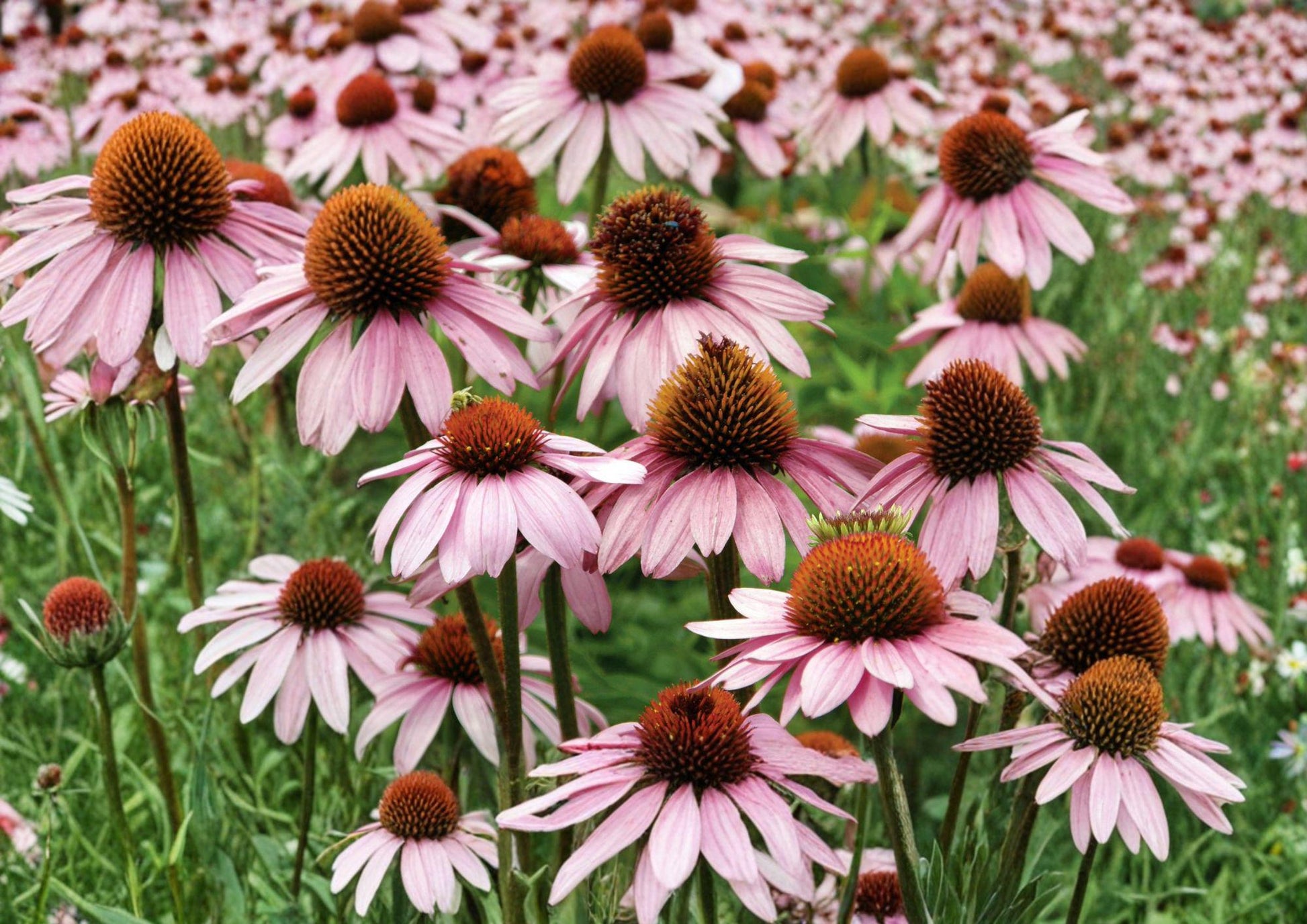 Purple Coneflower Seeds - 100 Native Perennial Seeds - Bee Friendly Echinacea purpurea - New Harvest Quality