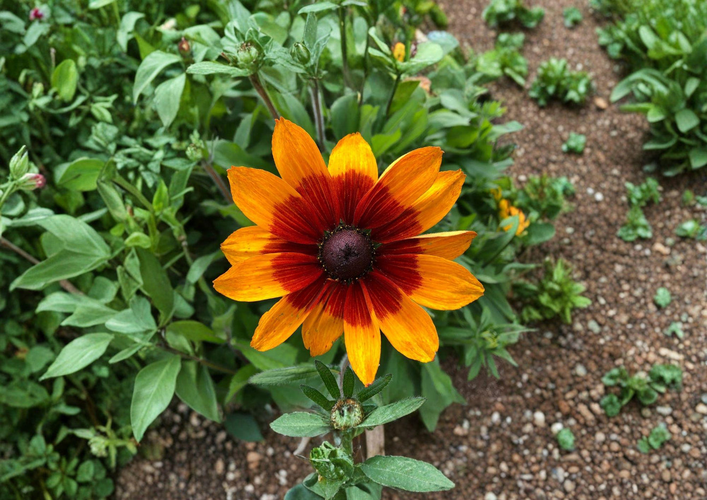 Gloriosa Daisy Seeds - Bright Yellow Coneflower, Pollinator Friendly - Rudbeckia hirta Seeds, New Harvest Quality