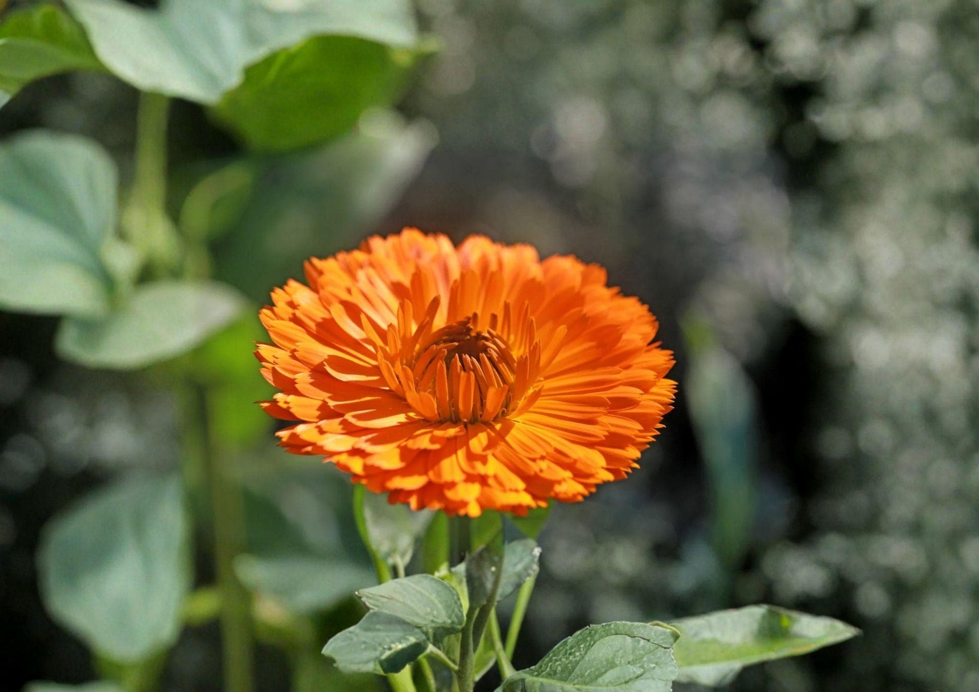 Calendula Flower Seeds - Pacific Beauty Orange Heirloom Marigold - Easy to Grow (Calendula officinalis)