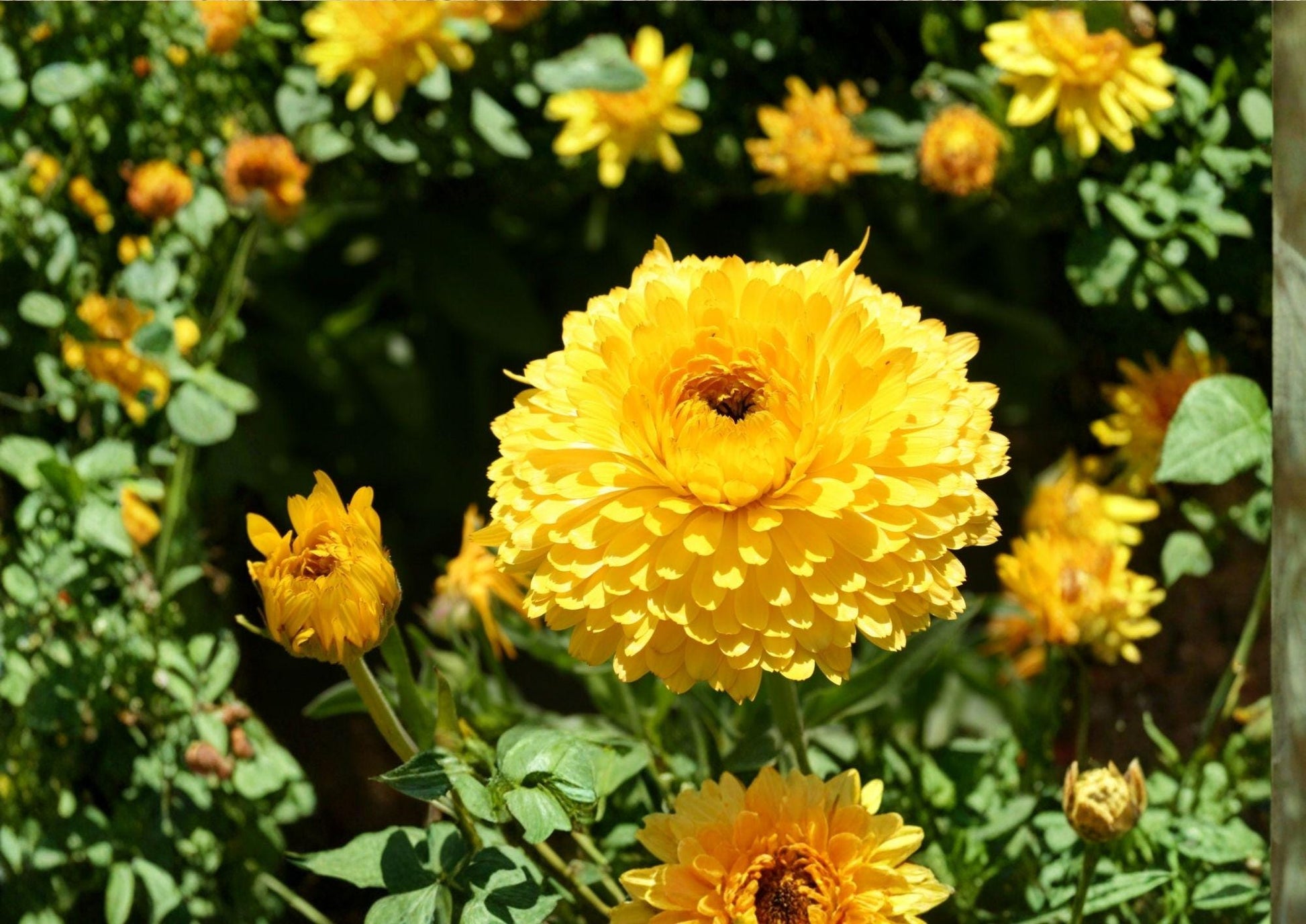 Calendula Seeds - 100 Count - Pacific Beauty Dark Yellow Pot Marigold Flowers - Calendula officinalis