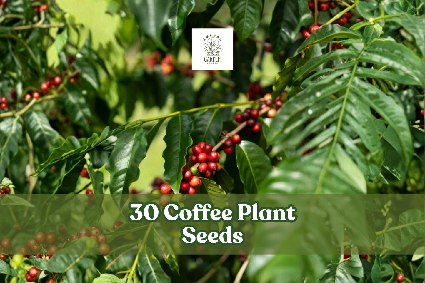 30 Coffee Plant Seeds - Coffea Arabica - Tropical Indoor Plant - Glossy Foliage for Pots & Greenhouses - Grow Your Own Coffee