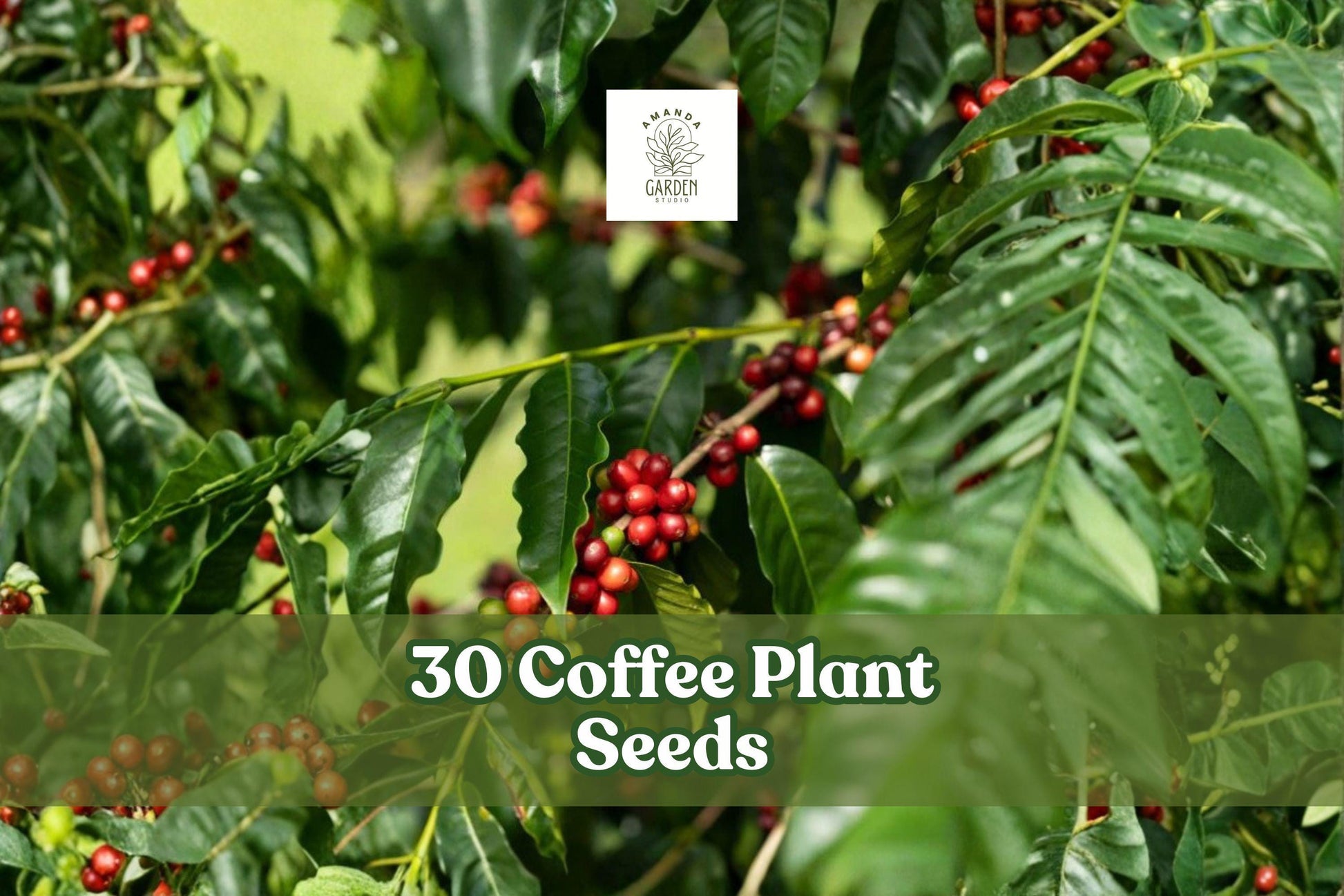 30 Coffee Plant Seeds - Coffea Arabica - Tropical Indoor Plant - Glossy Foliage for Pots & Greenhouses - Grow Your Own Coffee