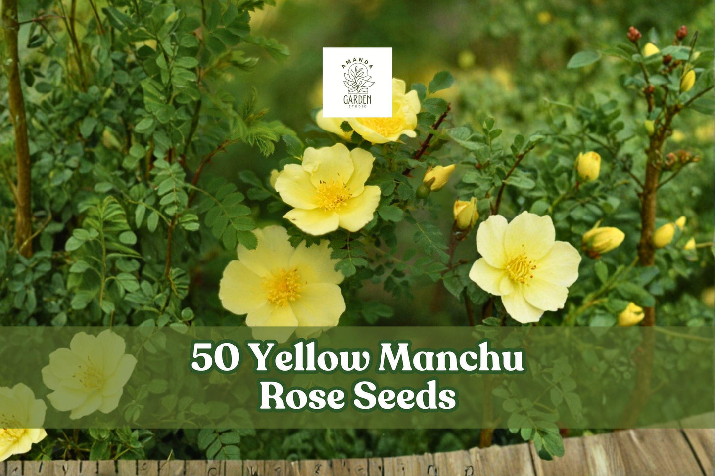 50 Yellow Manchu Rose Seeds - Rosa xanthina - Hardy Deciduous Shrub for Spring Blooms - Perfect for Garden Borders