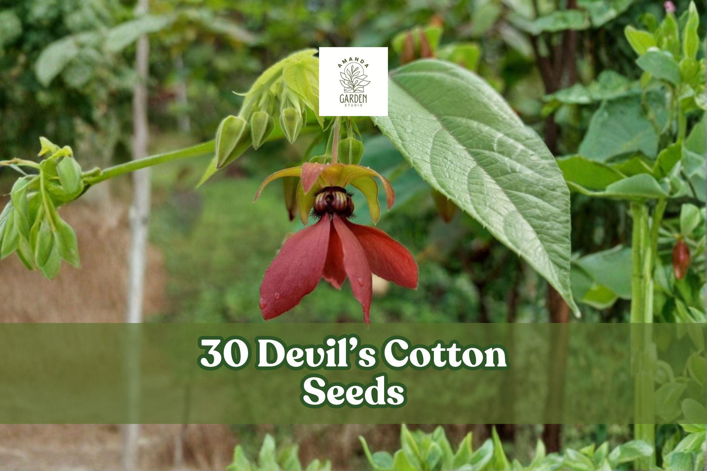 30 Devil’s Cotton Seeds - Abroma augusta - Rare Tropical Flowering Plant with Dark Maroon to Purple Blooms for Garden or Greenhouse