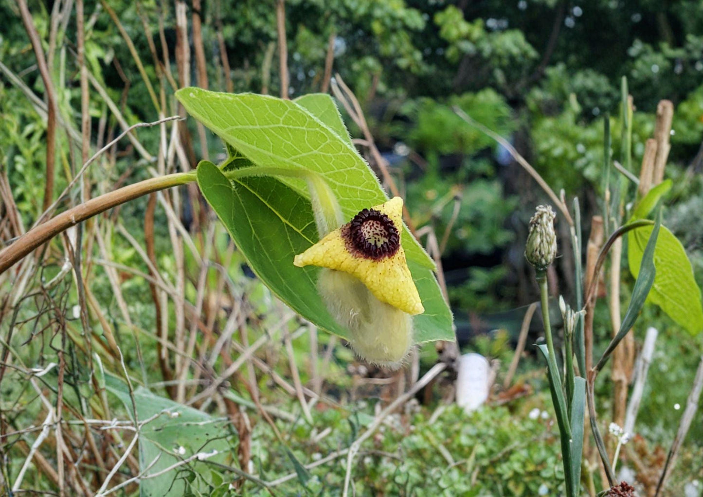 Wooly Dutchman's Pipevine Seeds - Aristolochia Tomentosa - Easy to Grow Native Climbing Vine for Gardens