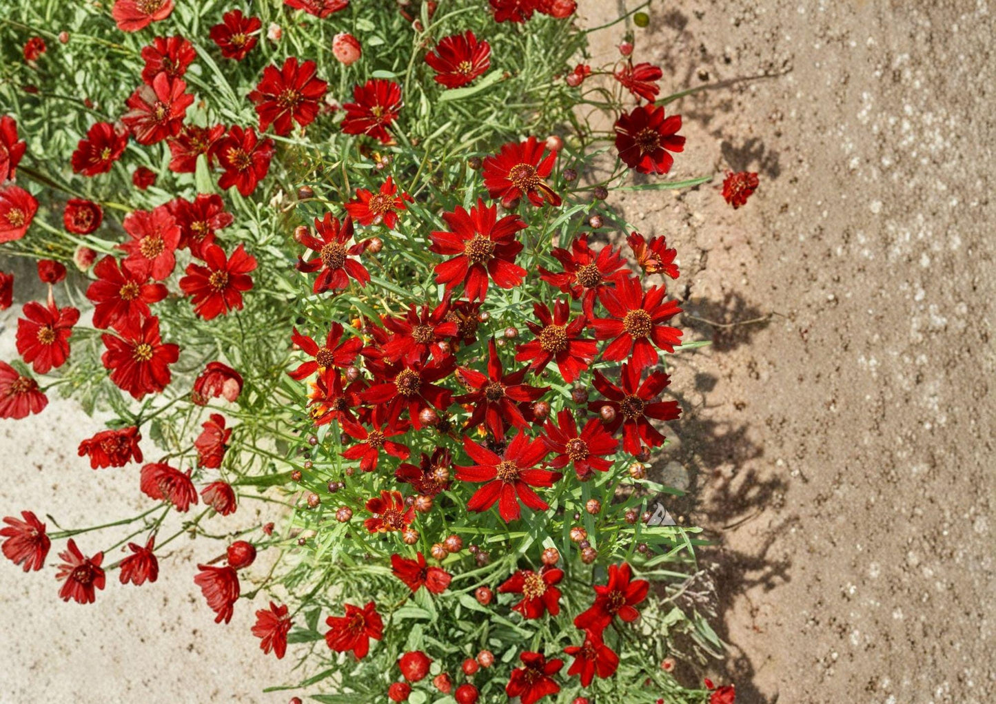 Dwarf Red Coreopsis Flower Seeds – Vibrant Wildflower Seeds for Gardens, Borders, Pollinators - Coreopsis tinctoria