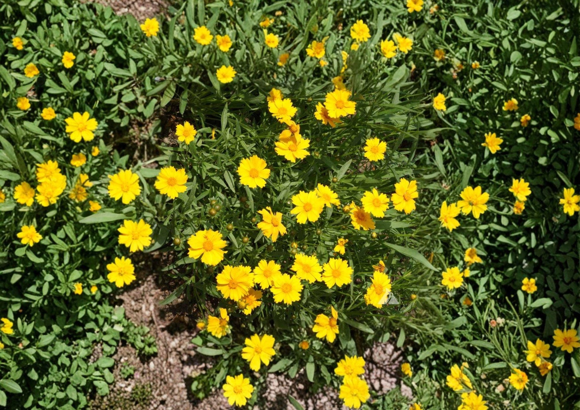 Dwarf Coreopsis Flower Seeds - Bright Yellow Perennial Blooms - Coreopsis tinctoria - Perfect for Gardens