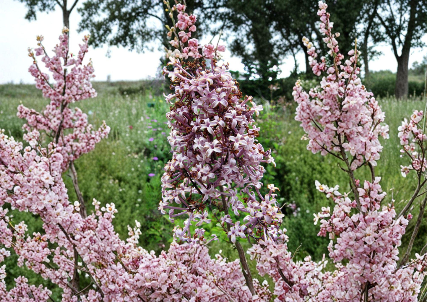 Littleleaf Lilac Seeds - Fragrant Pink Purple Shrub for Garden Borders - Syringa microphylla