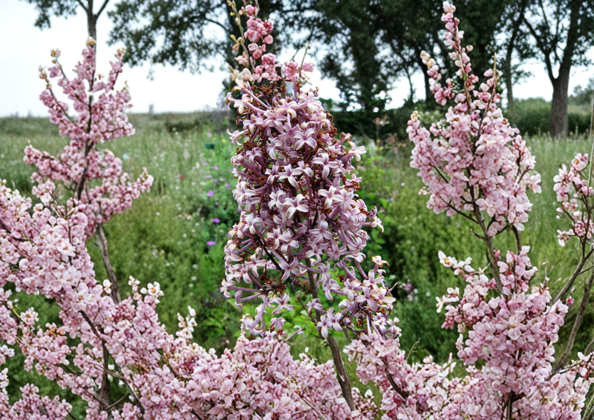 Littleleaf Lilac Seeds - Fragrant Pink Purple Shrub for Garden Borders - Syringa microphylla