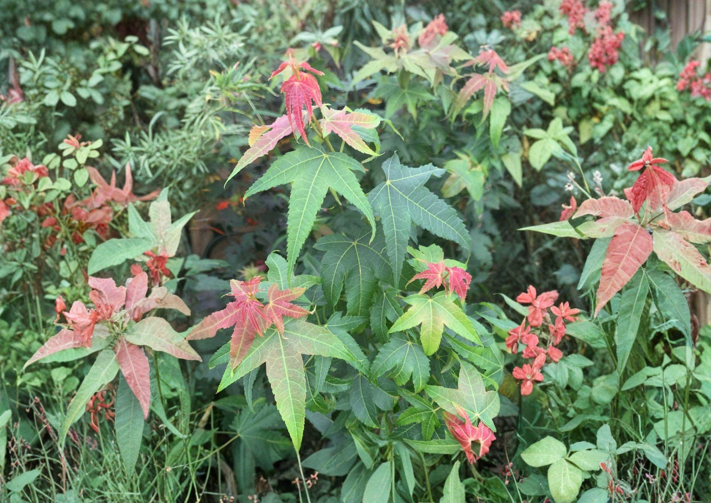 Acer Elegantulum Seeds - Rare Chinese Maple Tree for Bonsai, Garden Planting - Unique Foliage, Fast Shipping