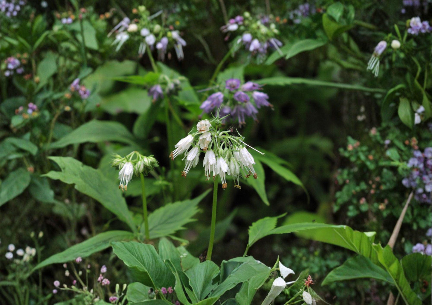 Virginia Waterleaf Seeds - Native Pollinator-Friendly Wildflower - Hydrophyllum virginianum - Fresh Stock