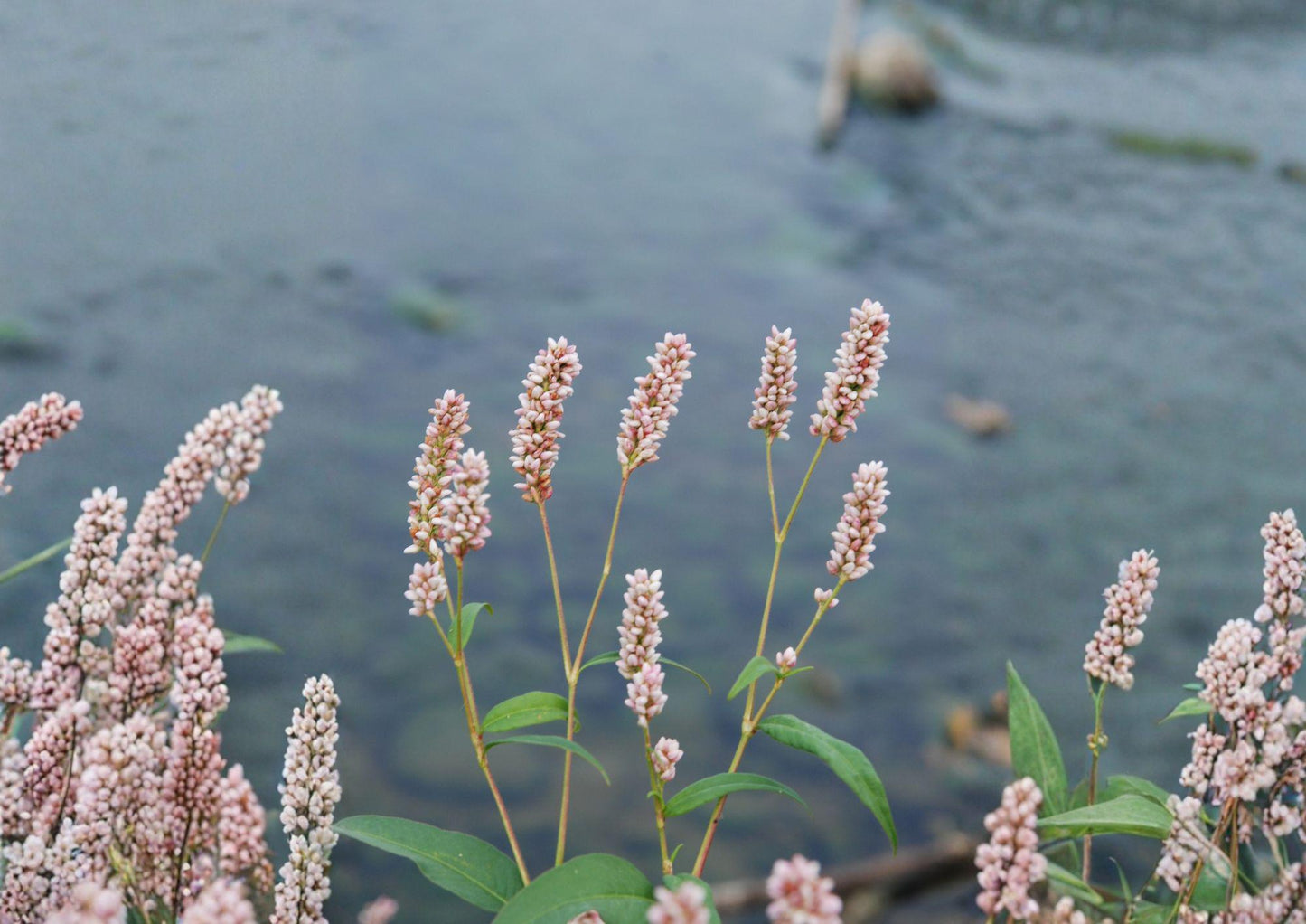 Pinkweed Seeds - Native Wildflower, Pollinator-Friendly, New Harvest Quality, Silene caroliniana