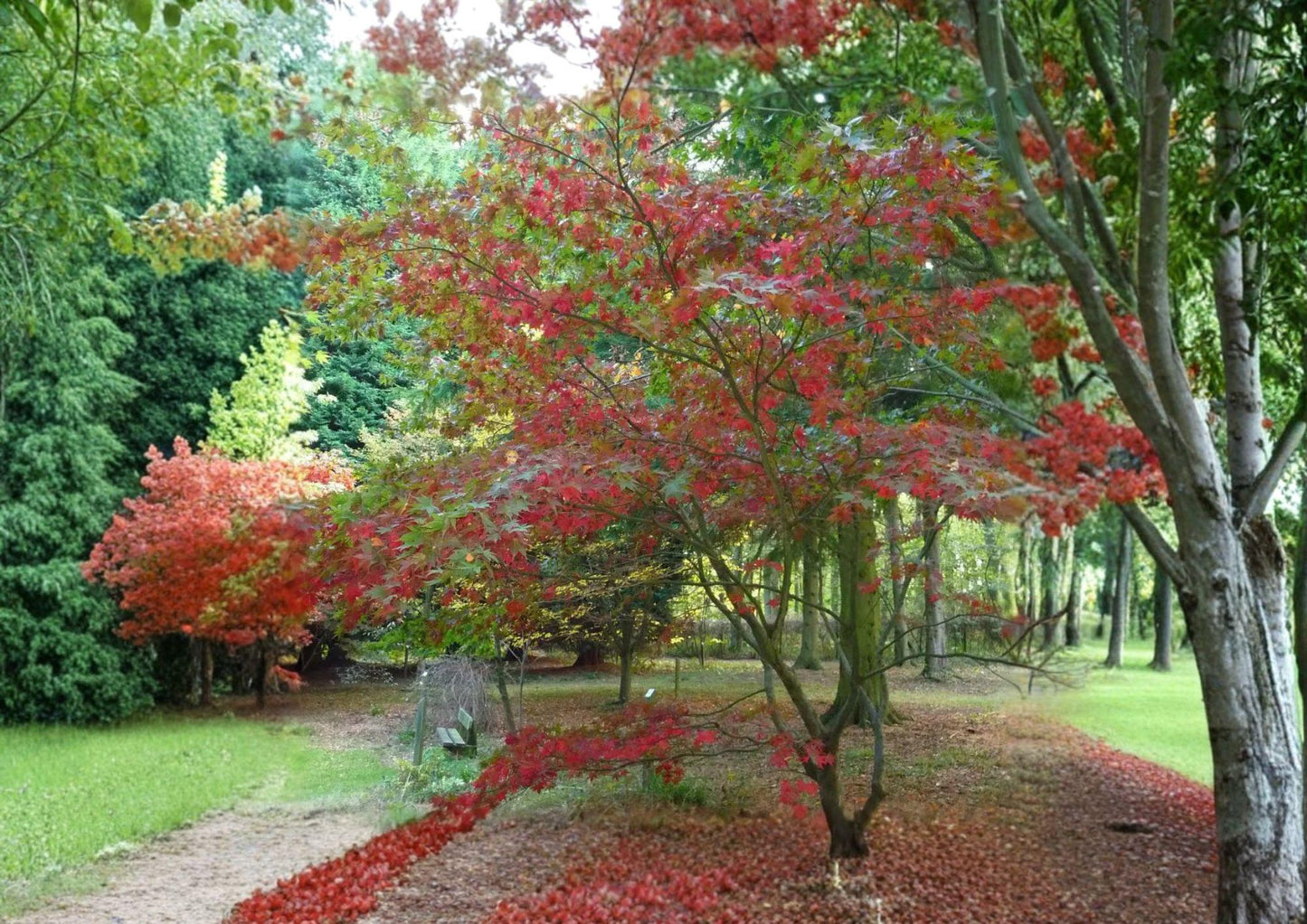 Snake Bark Maple Tree Seeds - Ornamental Acer Grosseri Var Hersii, Striped Bark, Autumn Foliage, Fast Growing