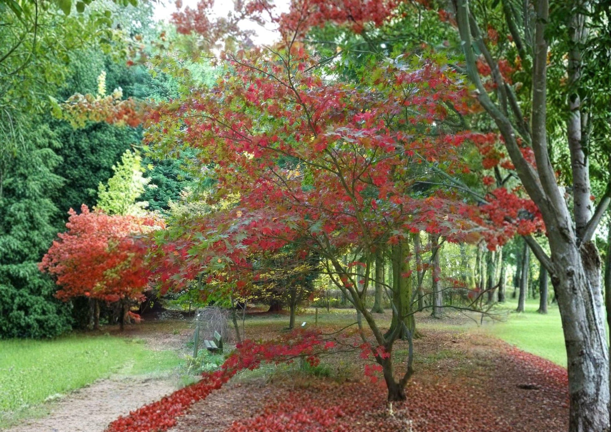 Snake Bark Maple Tree Seeds - Ornamental Acer Grosseri Var Hersii, Striped Bark, Autumn Foliage, Fast Growing