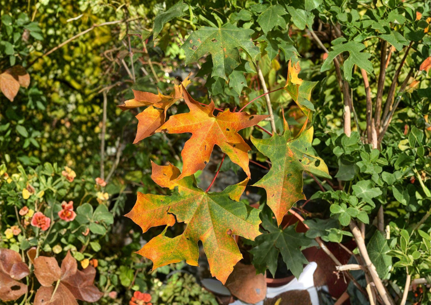 Acer Mono Painted Maple Tree Seeds - Brilliant Autumn Color, Bonsai Growing (10 Seeds) - Easy to Grow