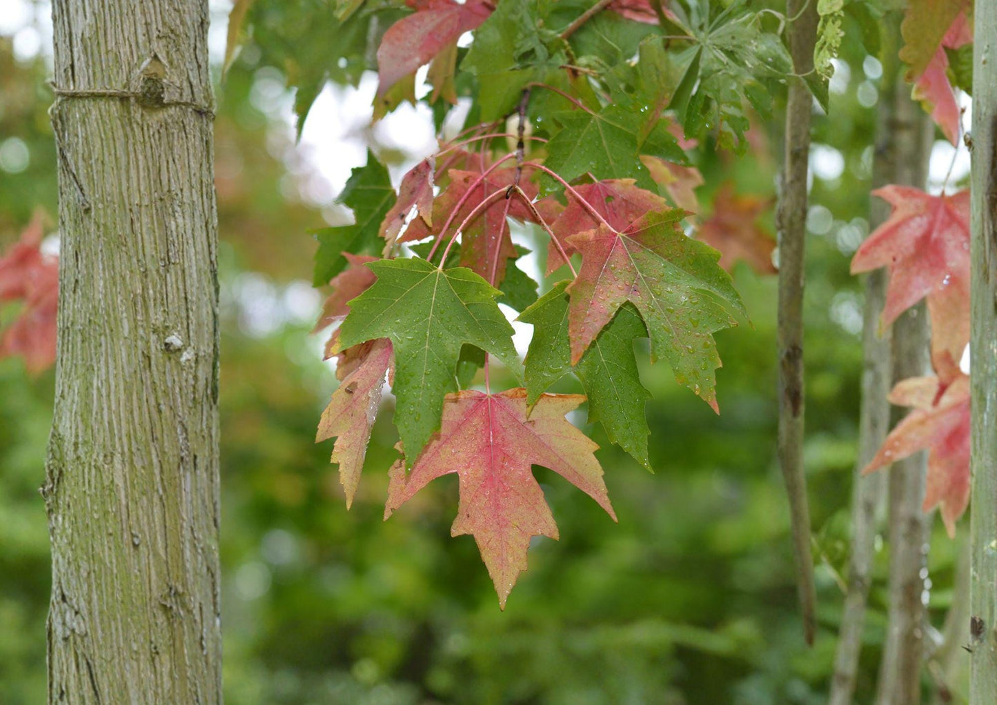 Red Maple Tree Seeds - Scarlet Autumn Foliage - Acer Rubrum - Hardy Shade Tree - New Harvest Quality